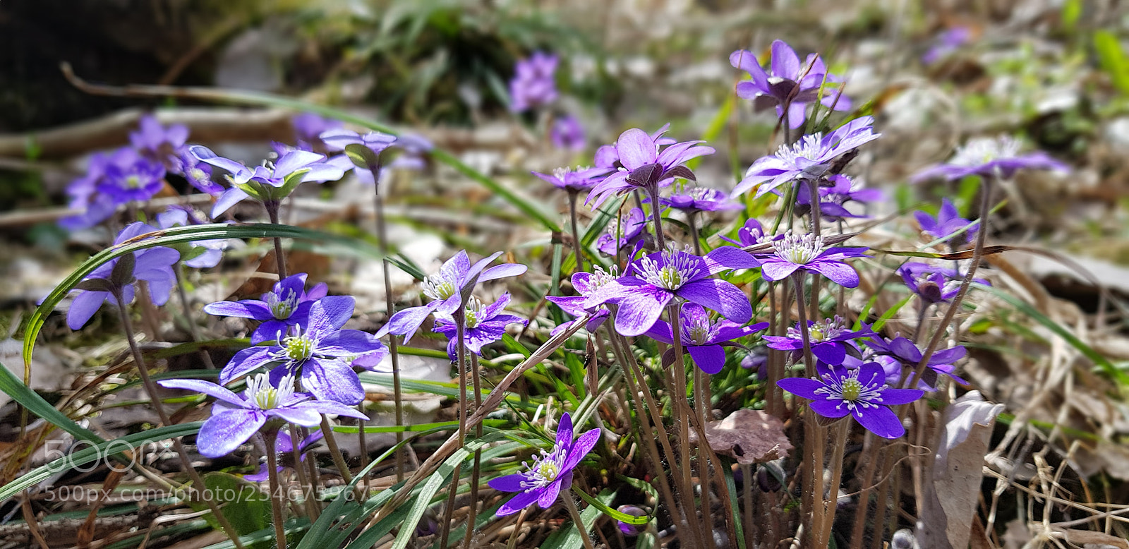 Samsung Galaxy S8+ sample photo. Spring flowers photography