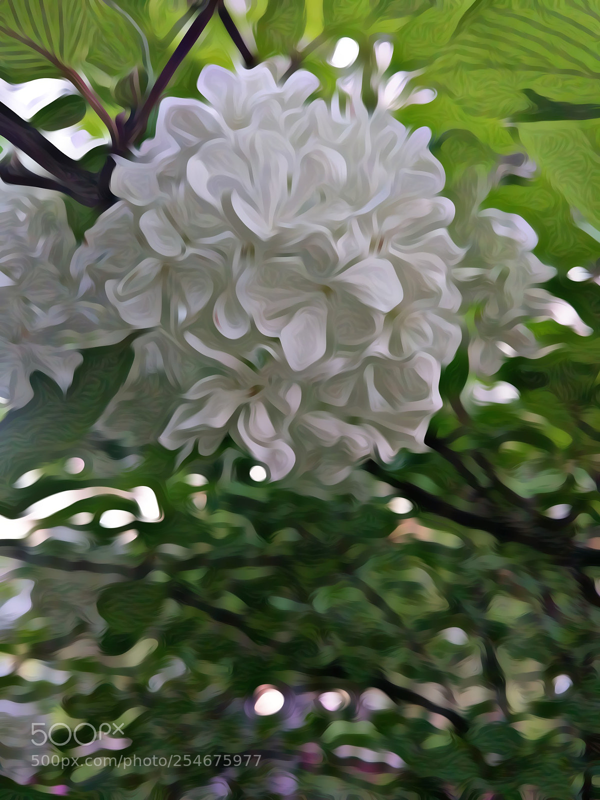 Xiaomi MI 5 sample photo. 《春华》 photography
