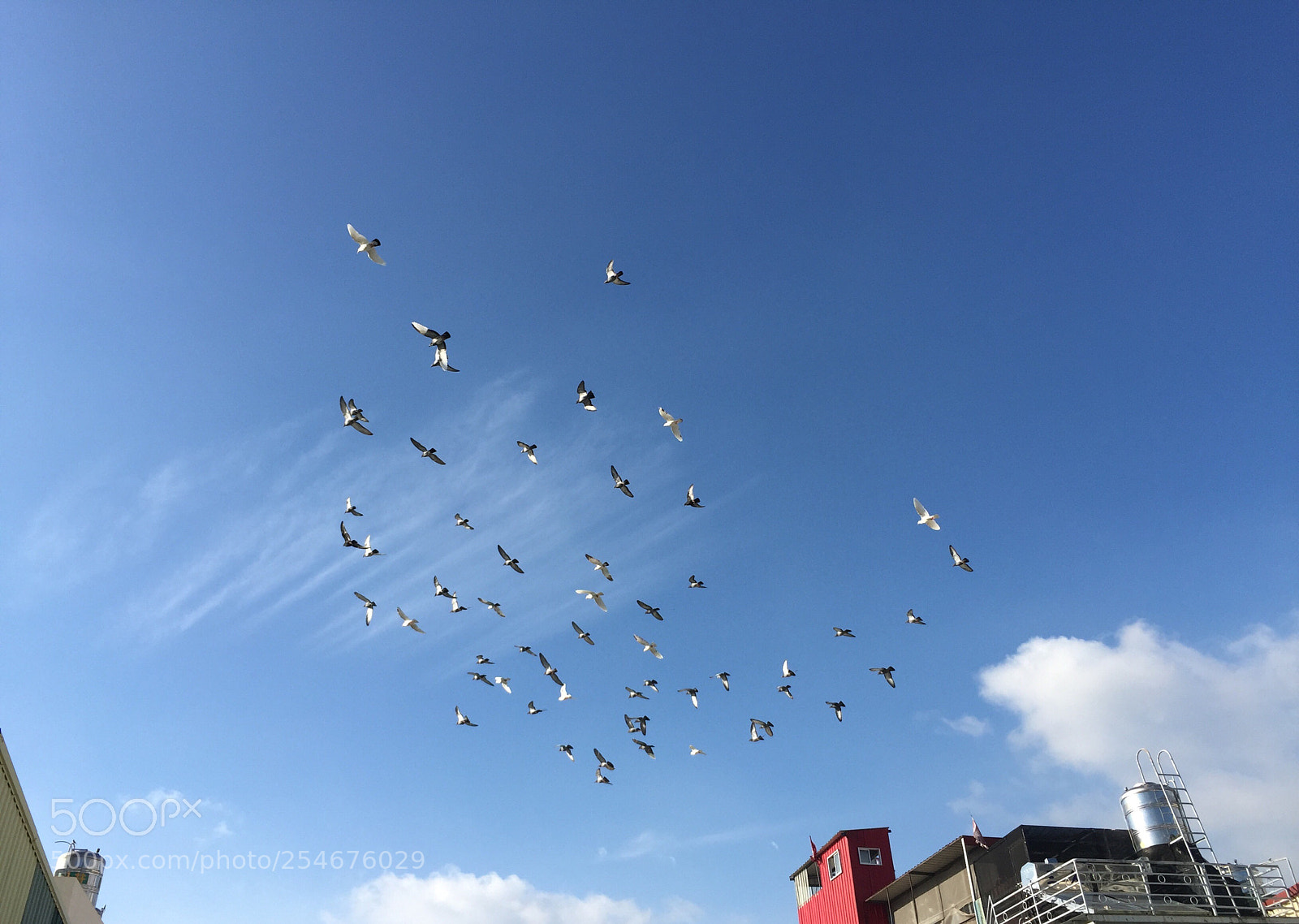 Apple iPhone 6 sample photo. Pigeons  photography