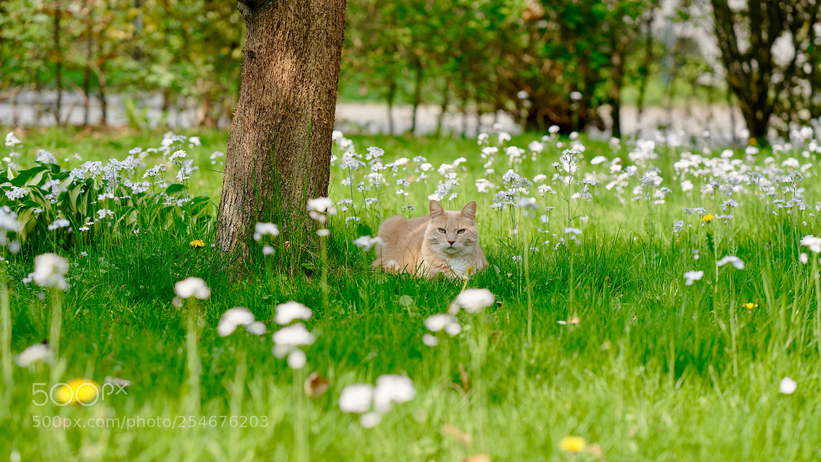 Sony a7R III sample photo. Can you see me? photography
