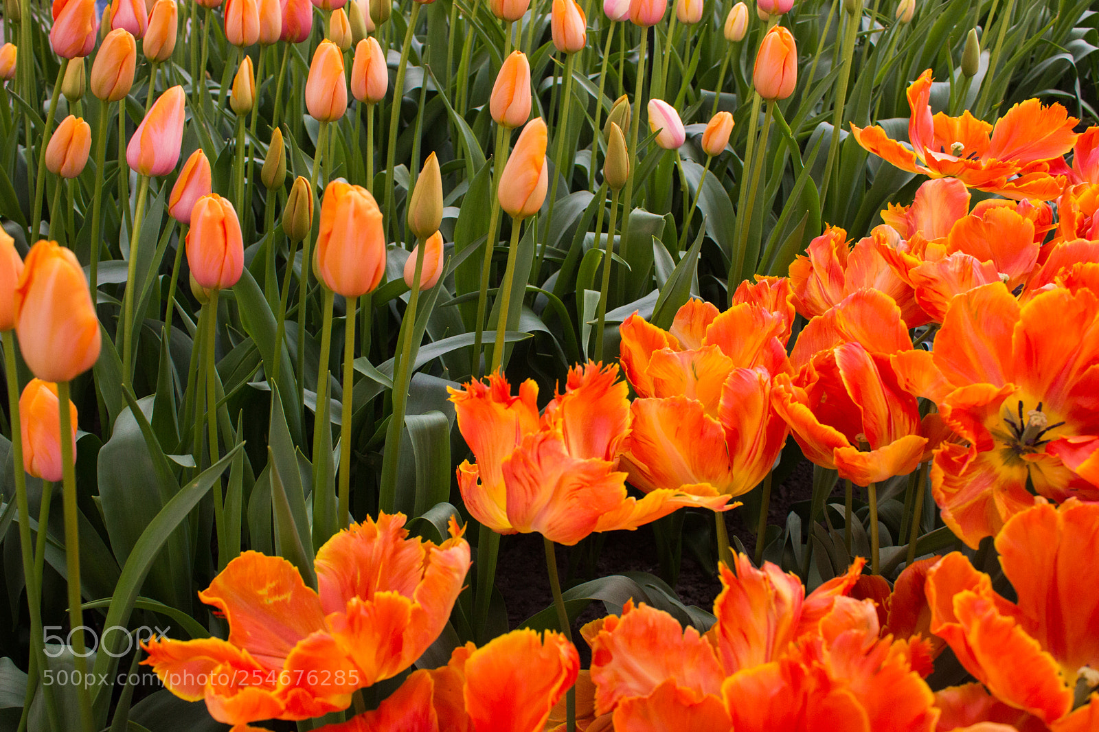 Canon EOS 70D sample photo. Keukenhof garden, spring 2018 photography