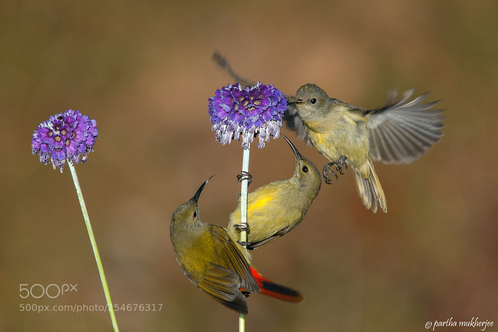 Nikon D5000 sample photo. Fire tail sunbird photography