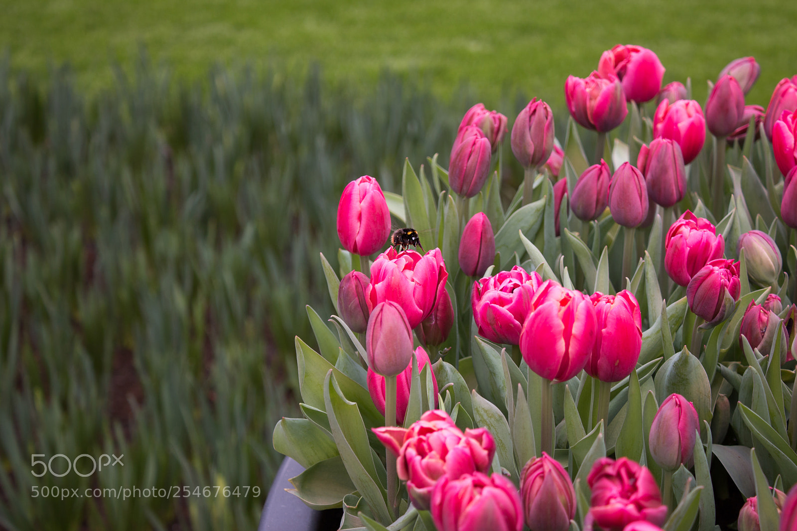Canon EOS 70D sample photo. Keukenhof garden, spring 2018 photography