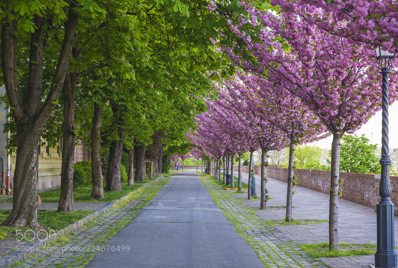 Nikon D610 sample photo. Cherry blossom photography