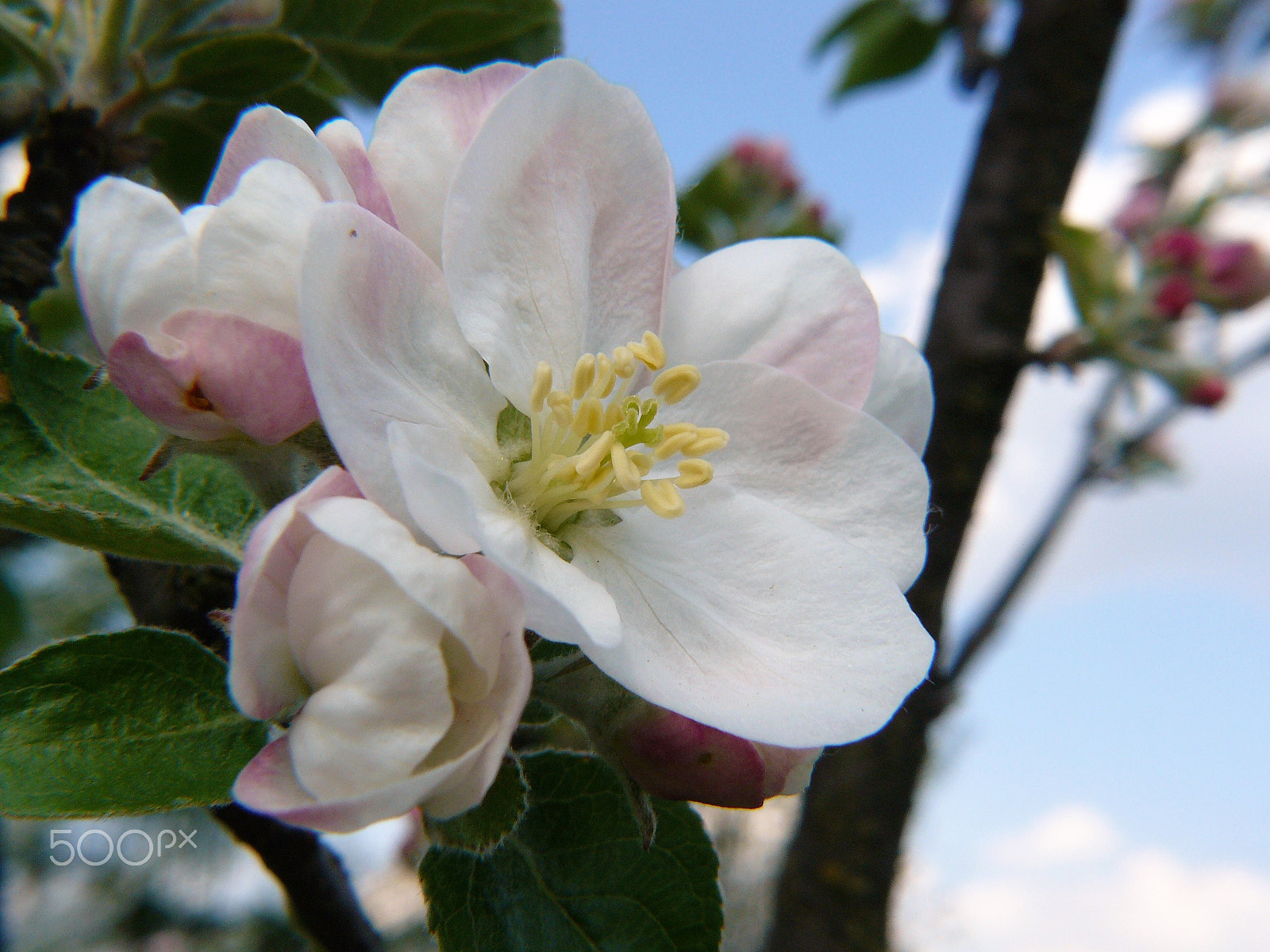Panasonic DMC-FZ8 sample photo. Kwiat jabłoni photography
