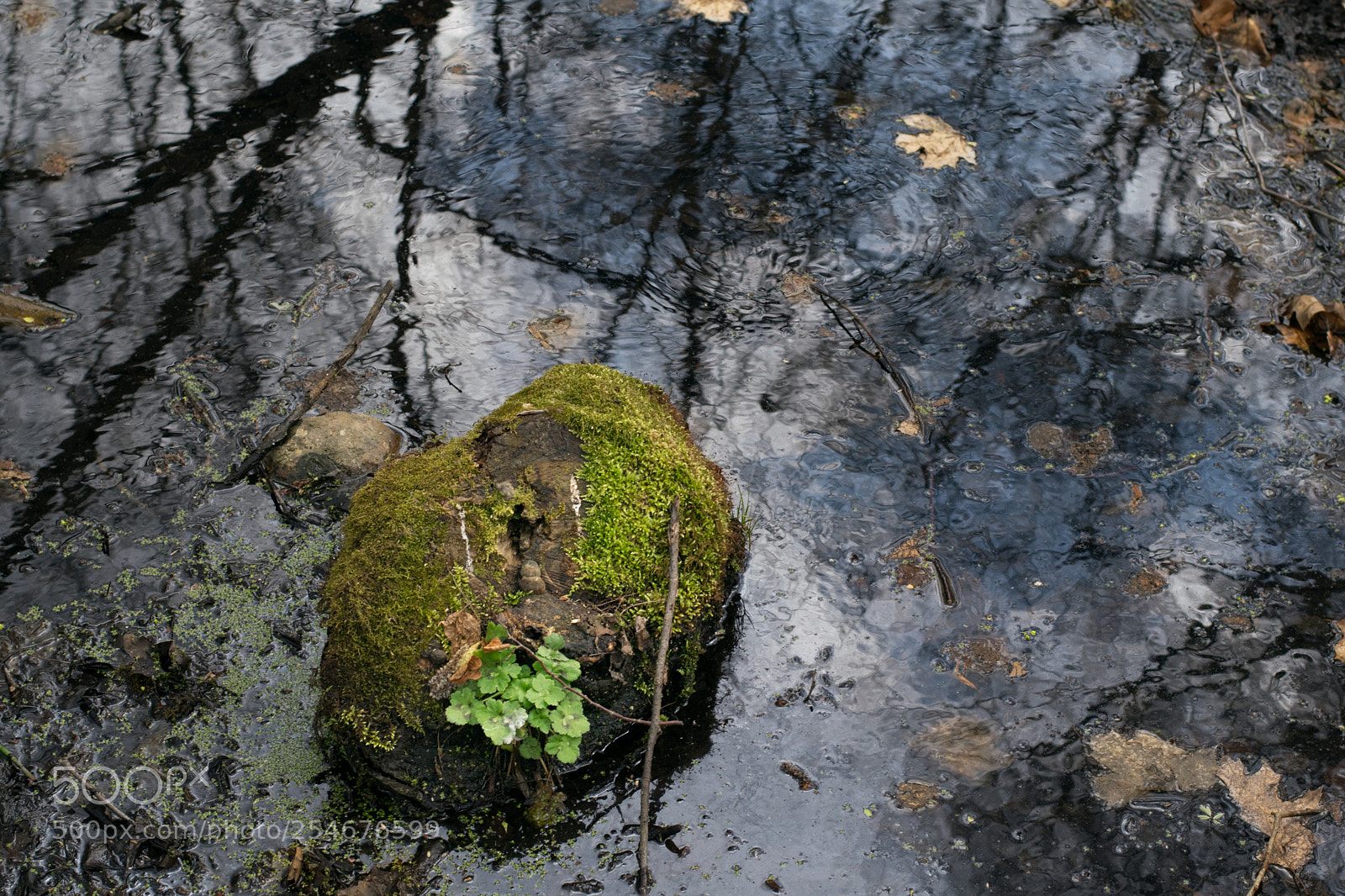 Nikon D3300 sample photo. A stone in a photography