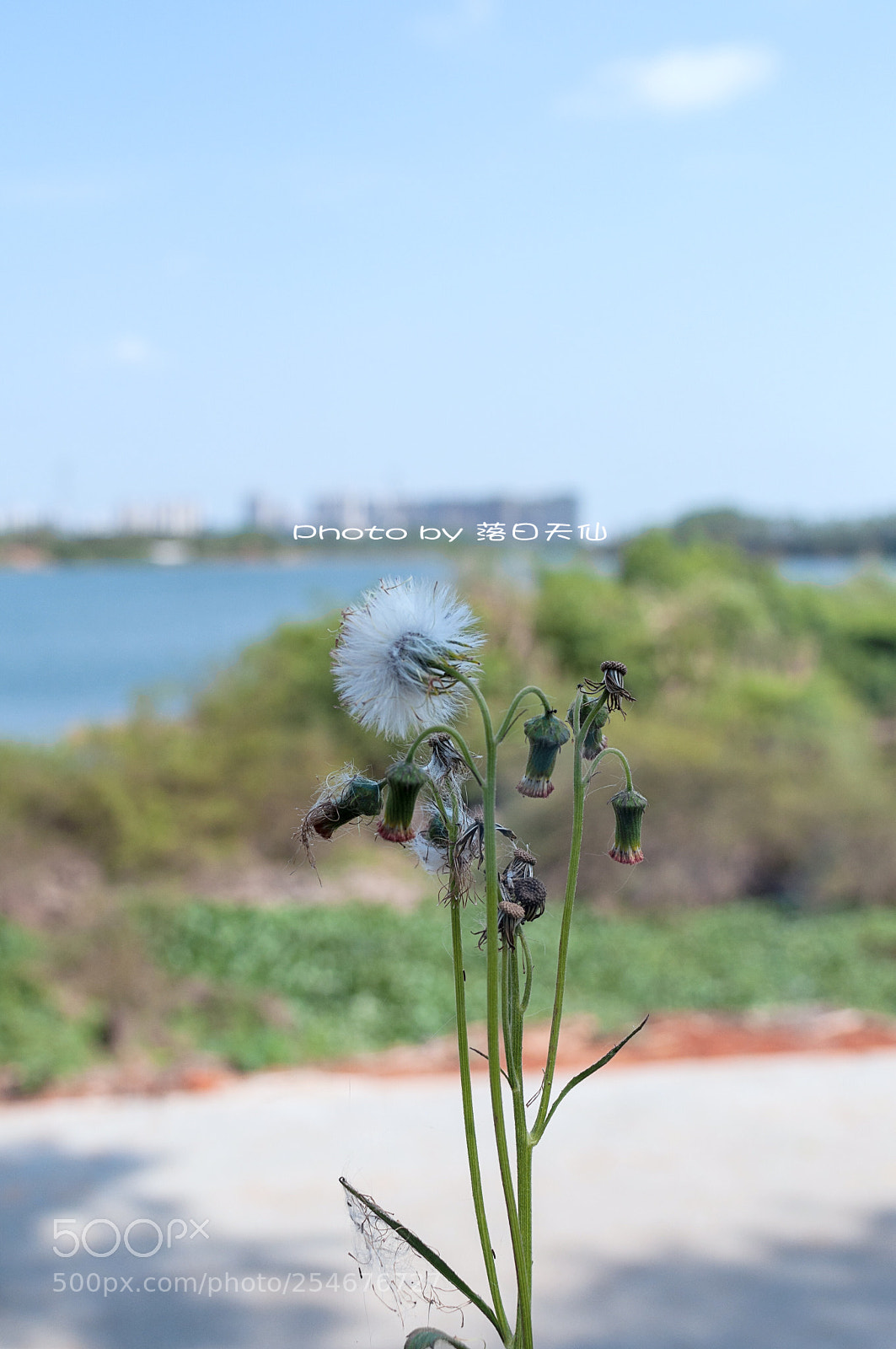 Nikon D90 sample photo. 夏天 photography