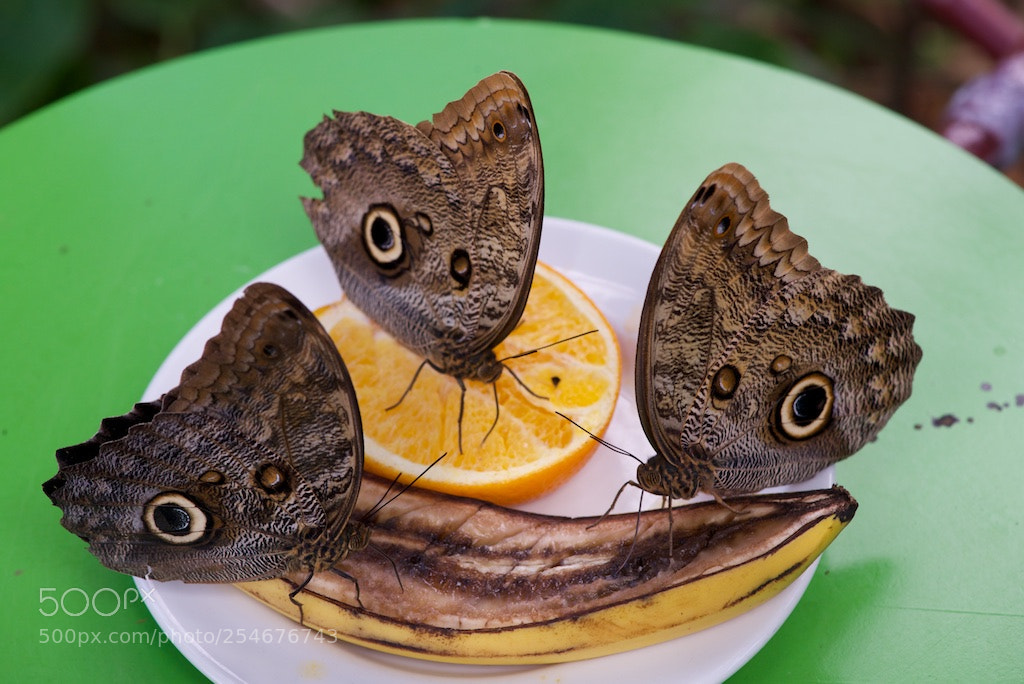Nikon D600 sample photo. Owl butterflies feeding photography