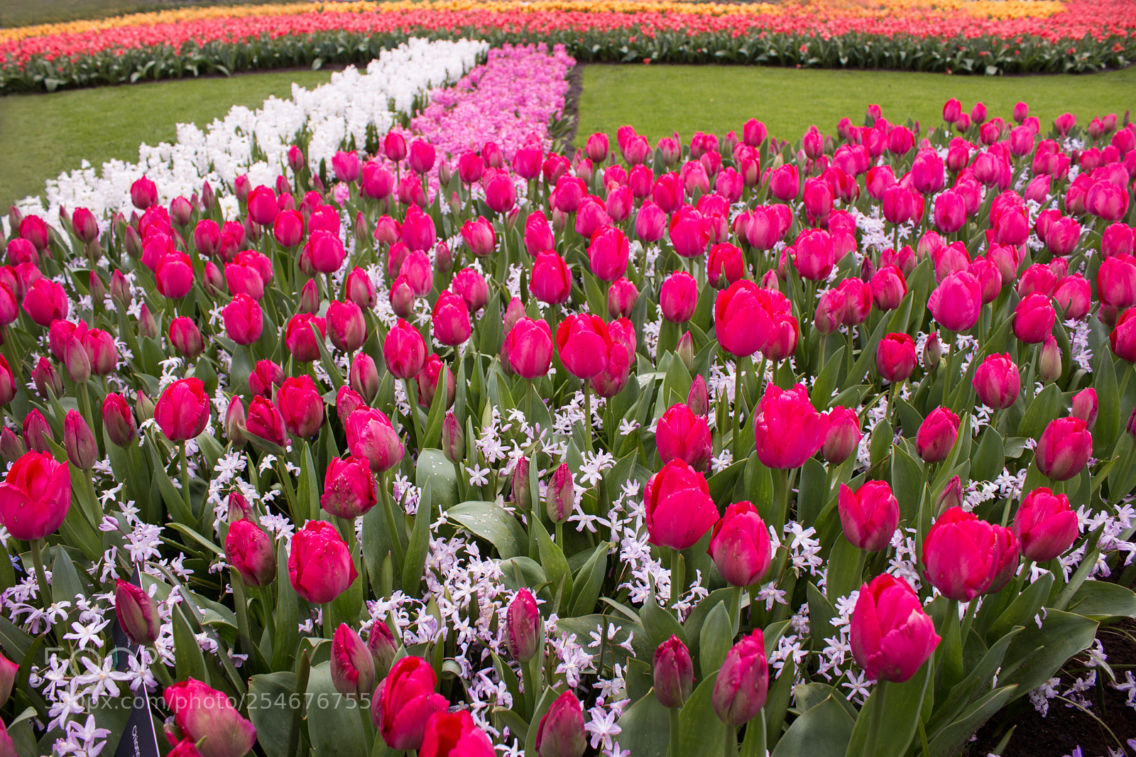 Canon EOS 70D sample photo. Keukenhof garden, spring 2018 photography