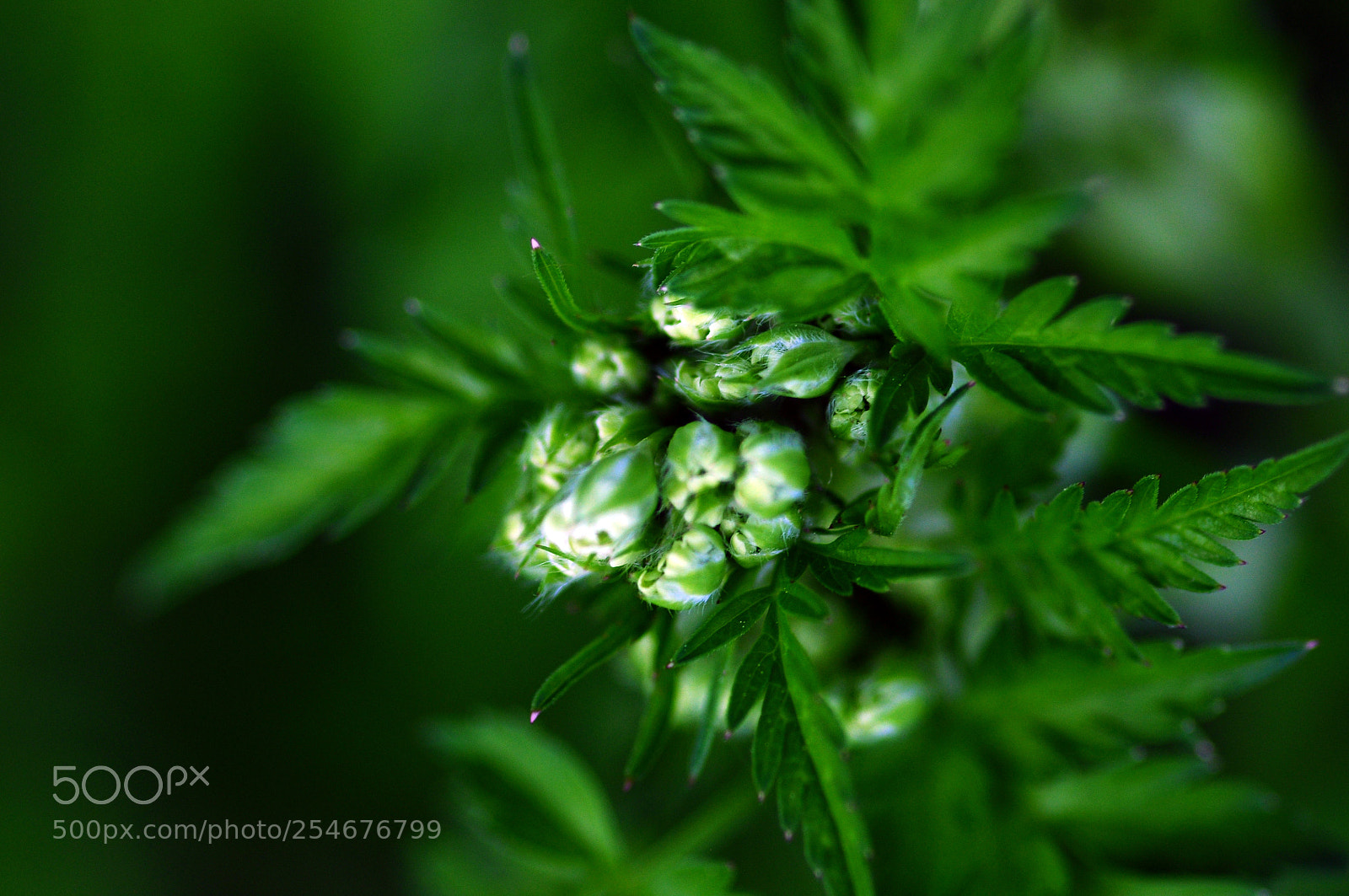 Nikon D90 sample photo. Green and white photography