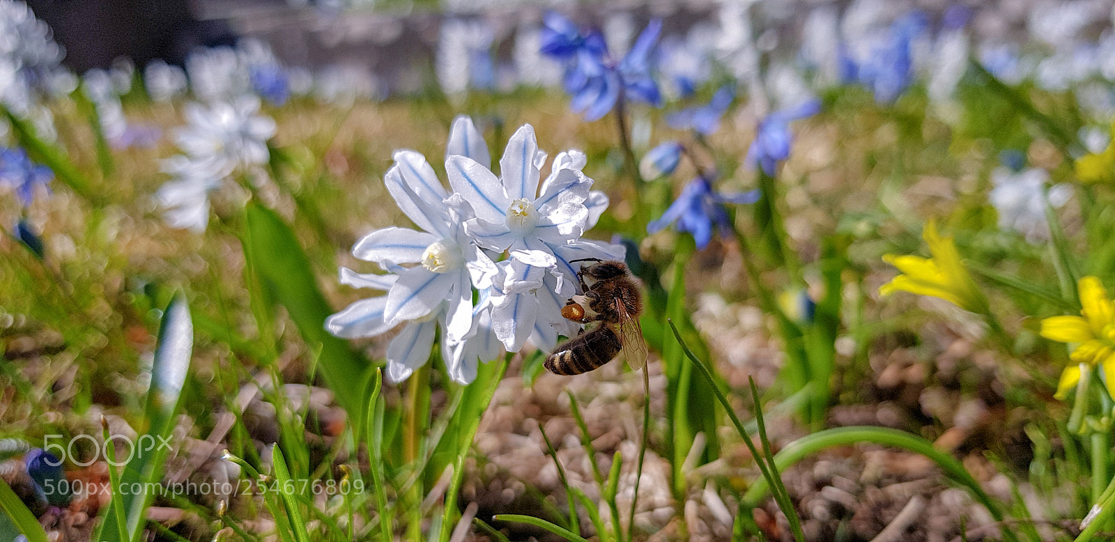 Samsung Galaxy S8+ sample photo. Spring flowers and one photography