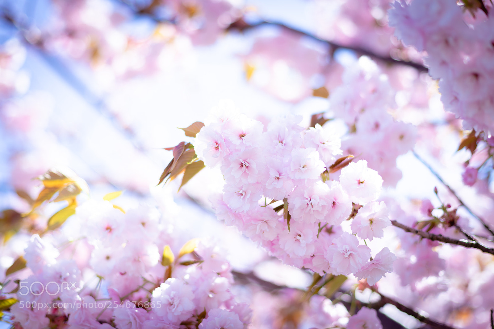 Nikon D600 sample photo. Cherry blossoms photography