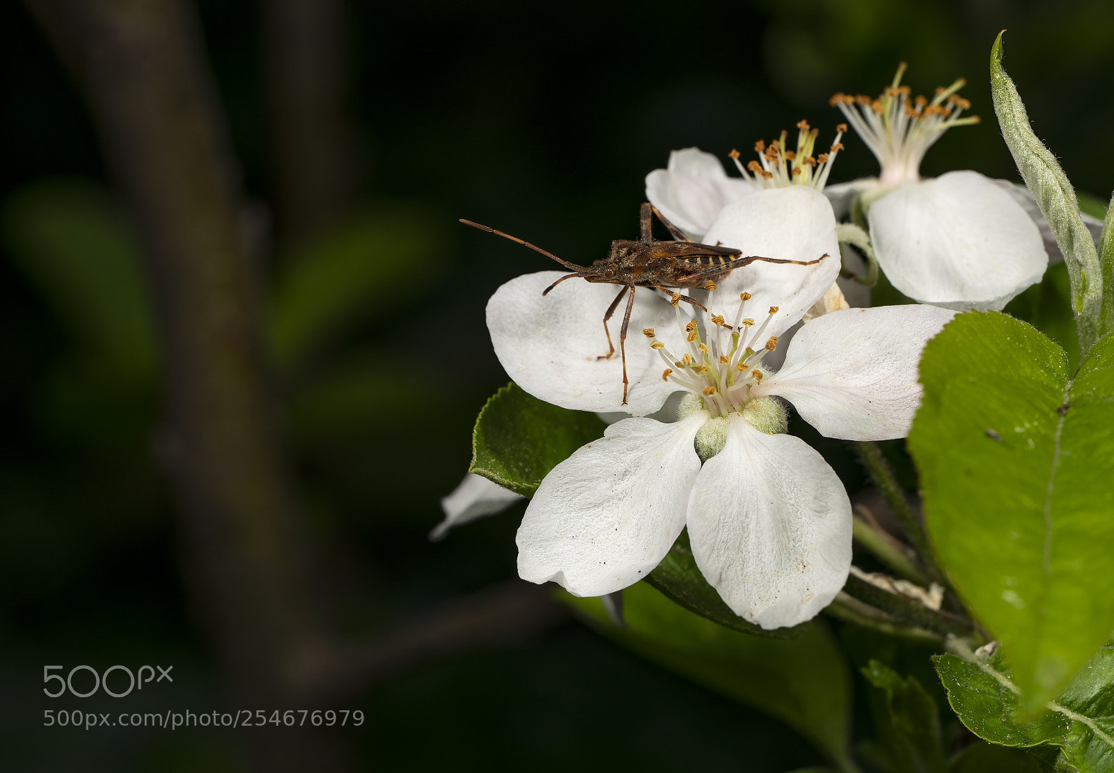 Sony a7R II sample photo. Spring 2018 photography