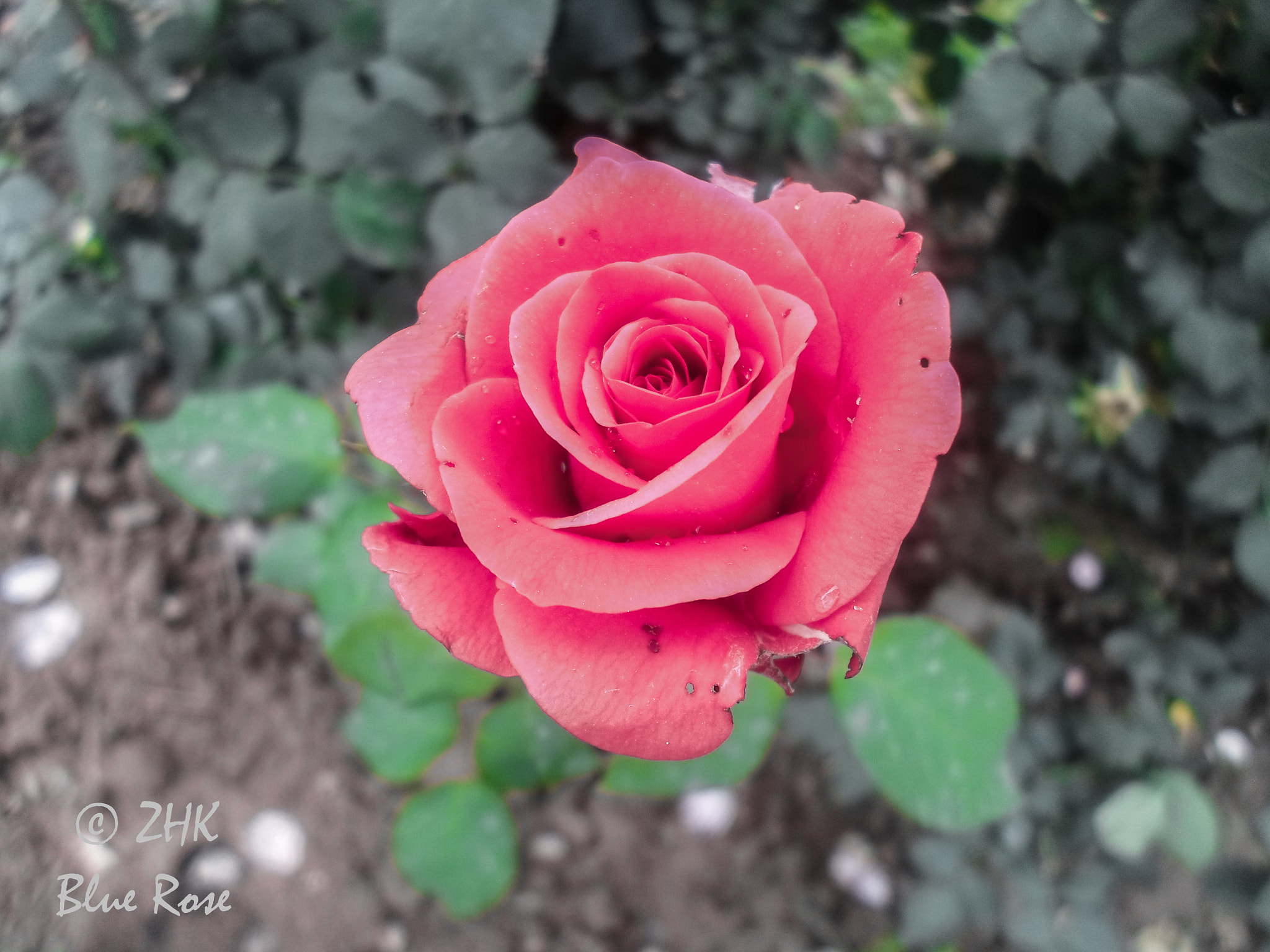 Samsung ST66 / ST68 sample photo. Red rose 🌹 photography