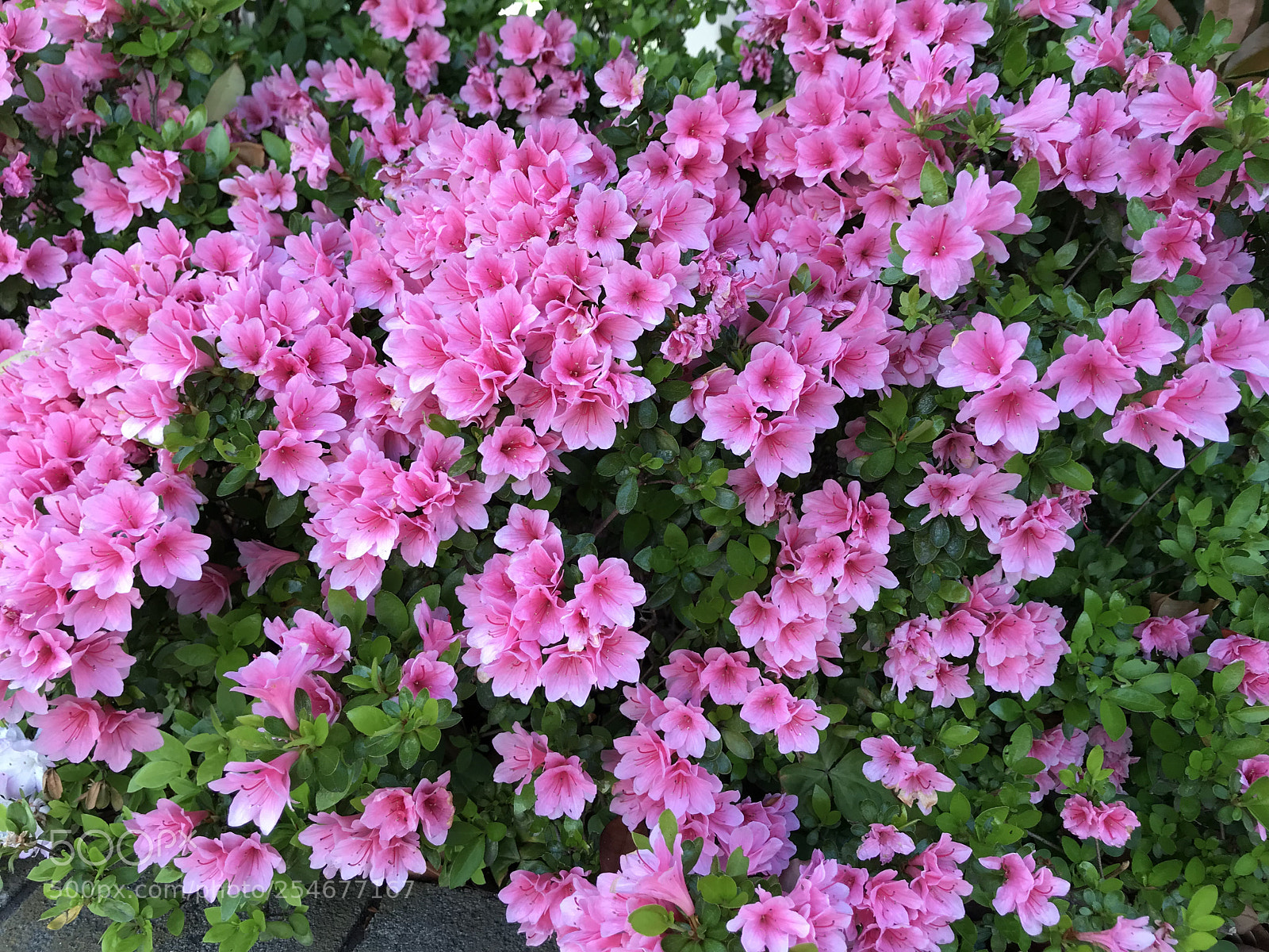 Apple iPhone 7 sample photo. Untitled photography