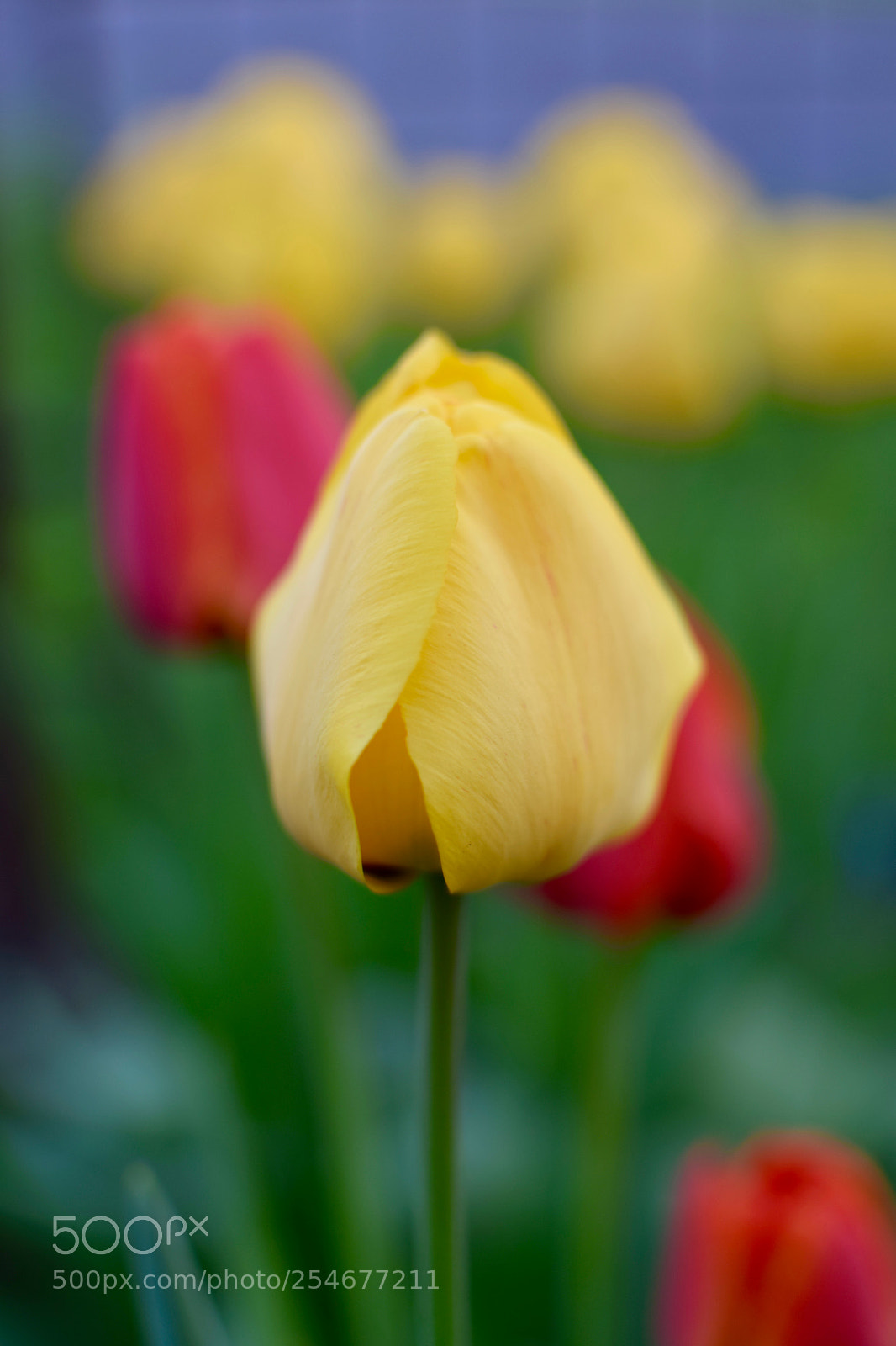 Nikon D3300 sample photo. First tulips in the photography