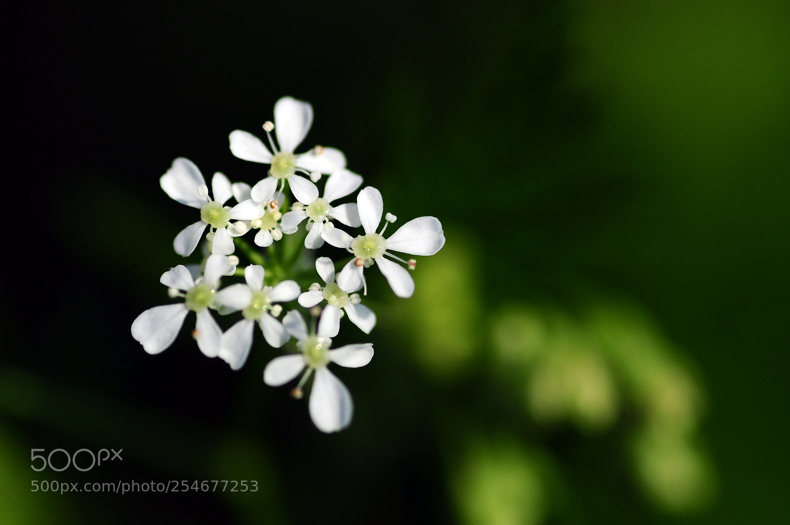 Nikon D90 sample photo. White and green photography