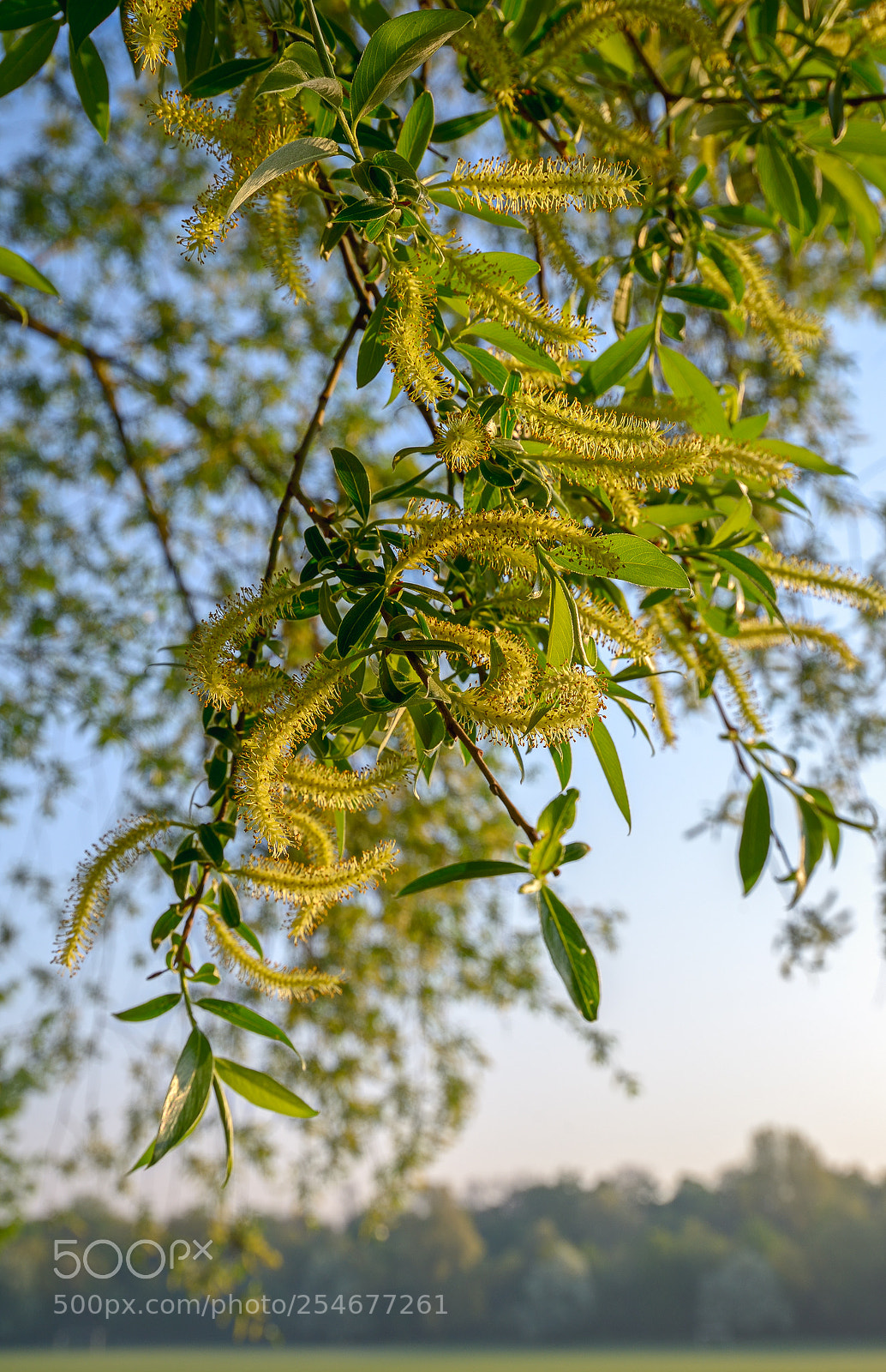 Nikon D800 sample photo. Fresh green on the photography