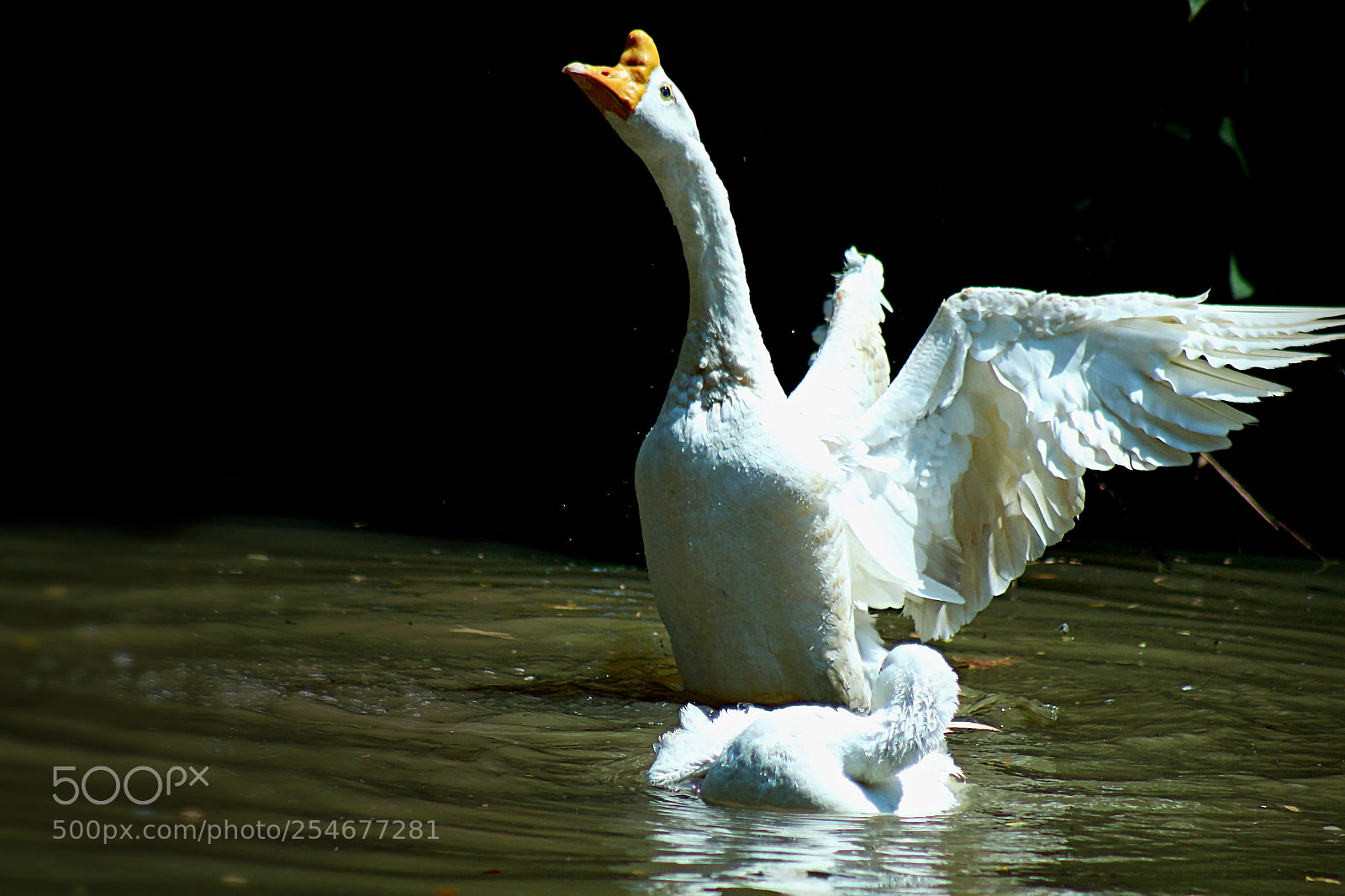 Canon EOS 700D (EOS Rebel T5i / EOS Kiss X7i) sample photo. White swan fluttering in photography