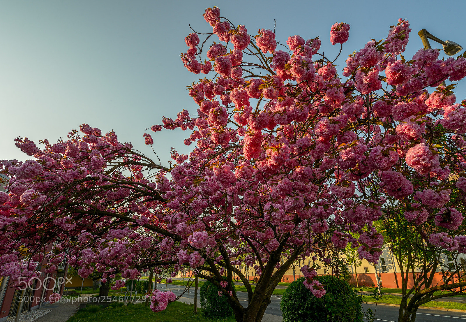 Nikon D800 sample photo. Blossom explosion photography