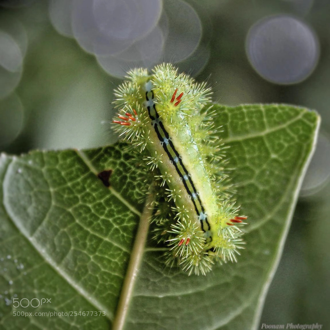 Canon EOS 1300D (EOS Rebel T6 / EOS Kiss X80) sample photo. Caterpillar photography