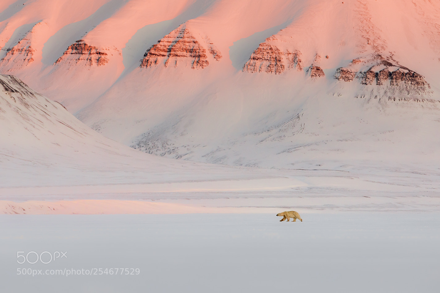 Canon EOS 5D Mark IV sample photo. Polar bear photography