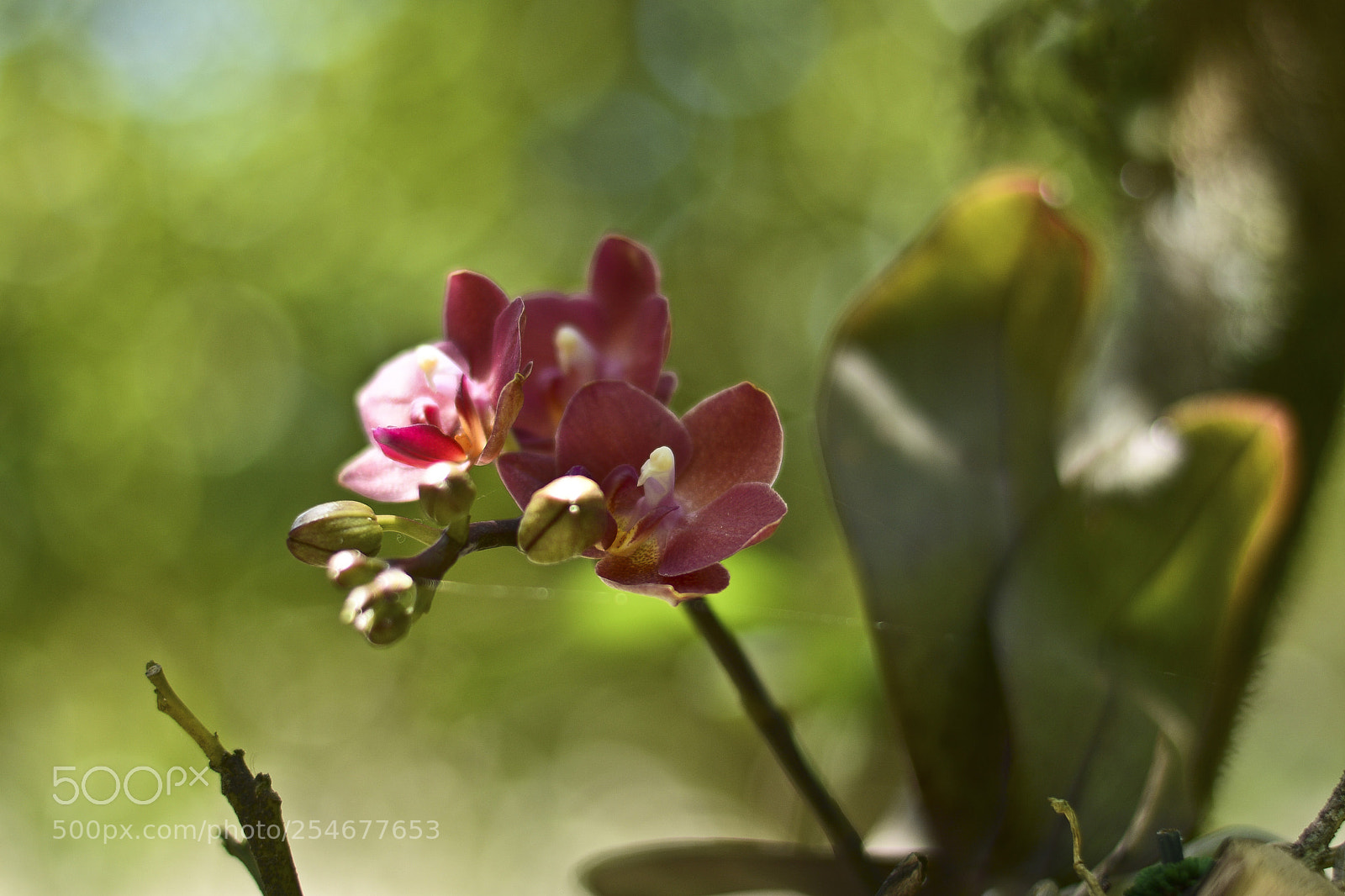 Nikon D7100 sample photo. Vis o que alegra photography
