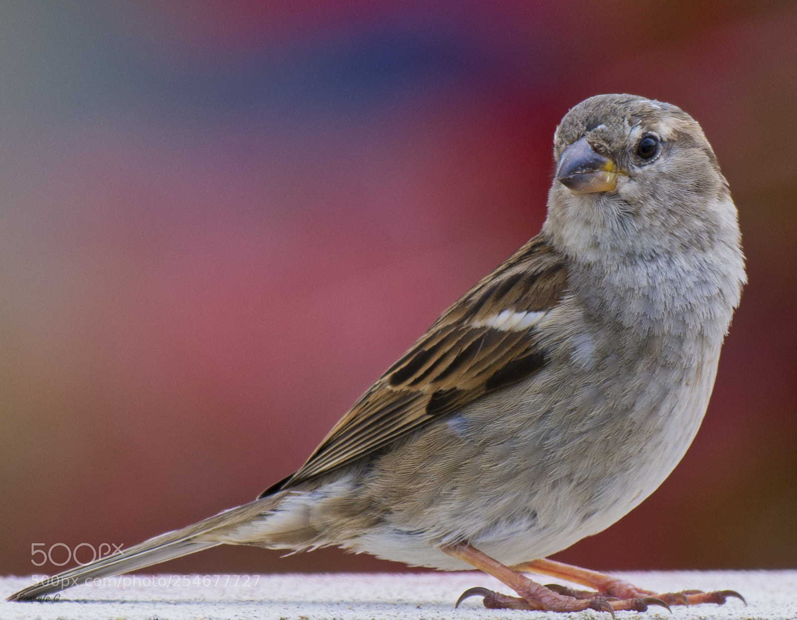 Nikon D7100 sample photo. Who are you looking photography
