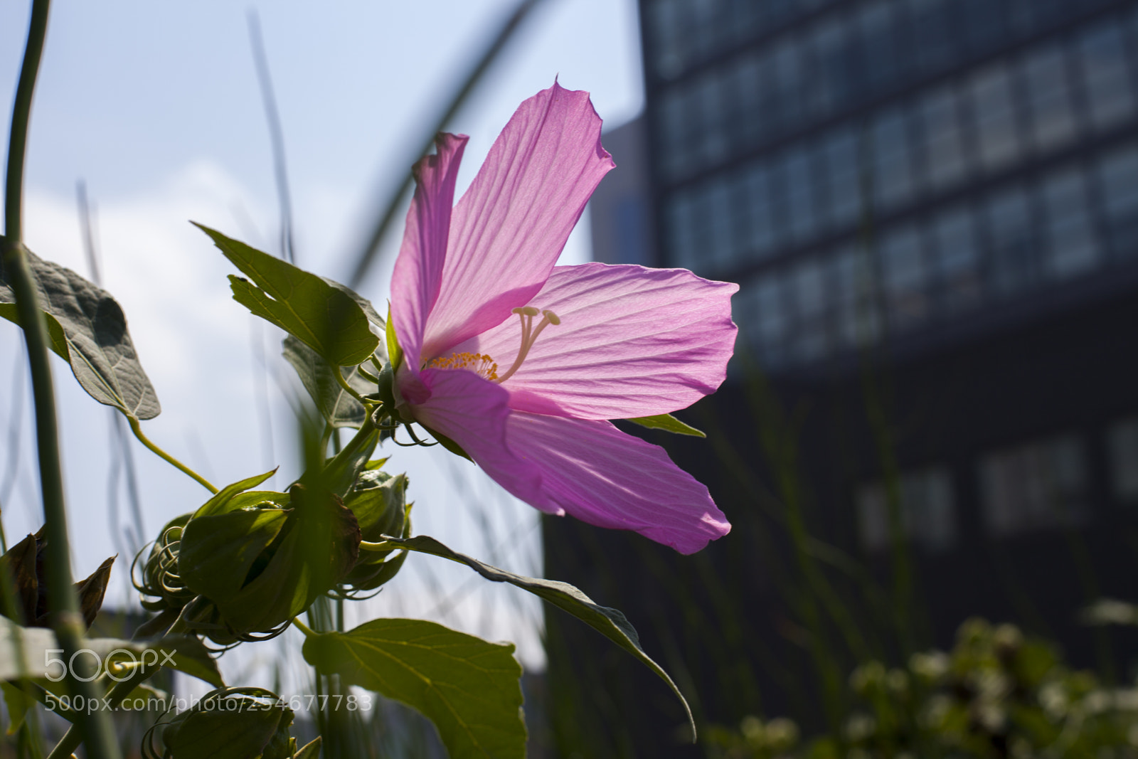 Canon EOS 5D Mark II sample photo. Summer city photography