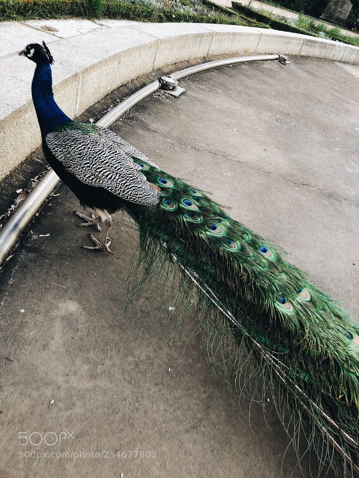 Apple iPhone 8 sample photo. Pavo real  photography