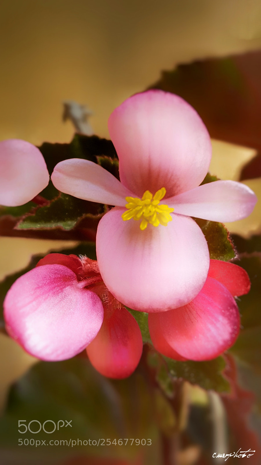 Samsung Galaxy S6 sample photo. Spring photography
