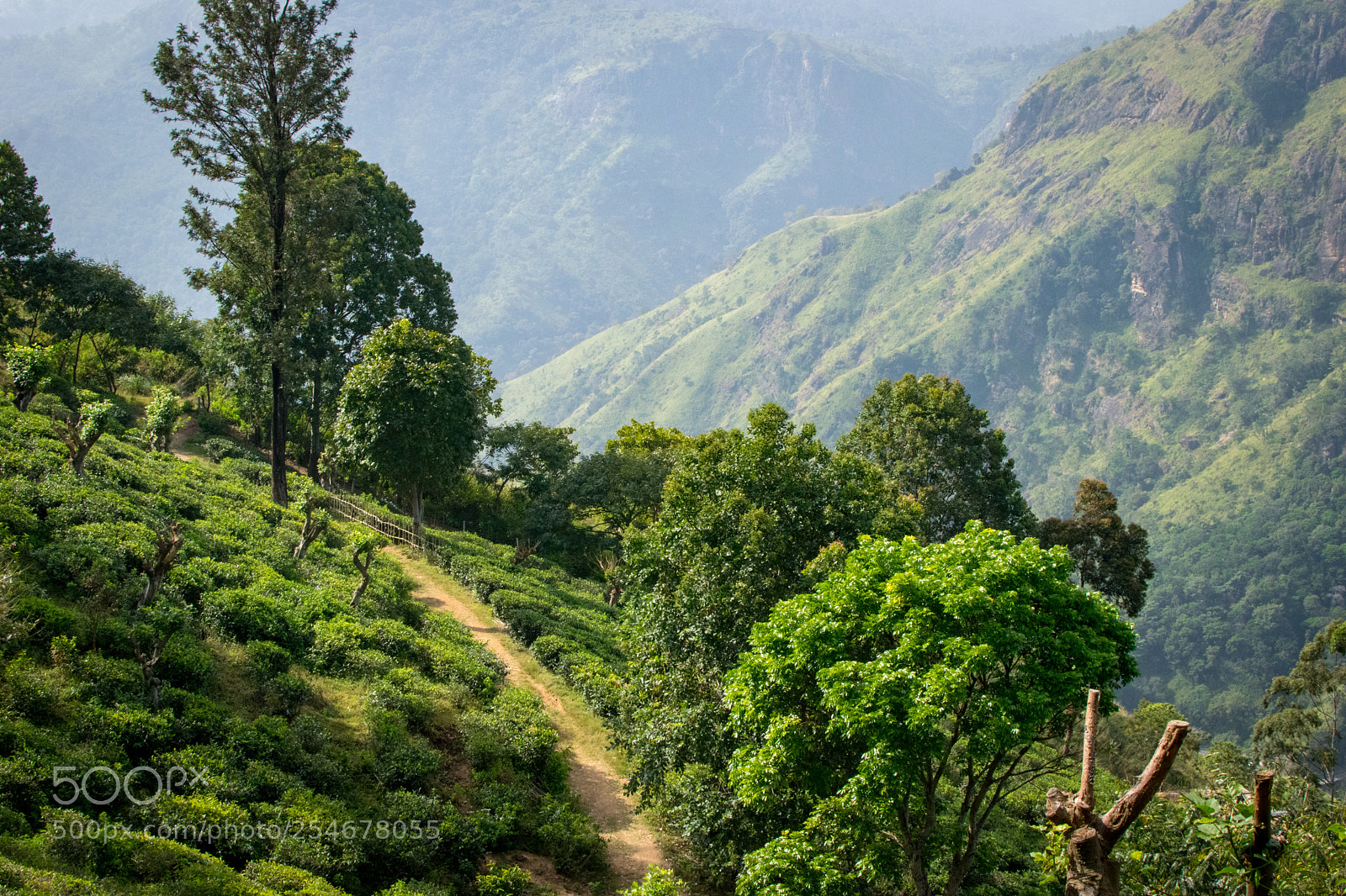 Nikon D5300 sample photo. Tea plantation near ella photography