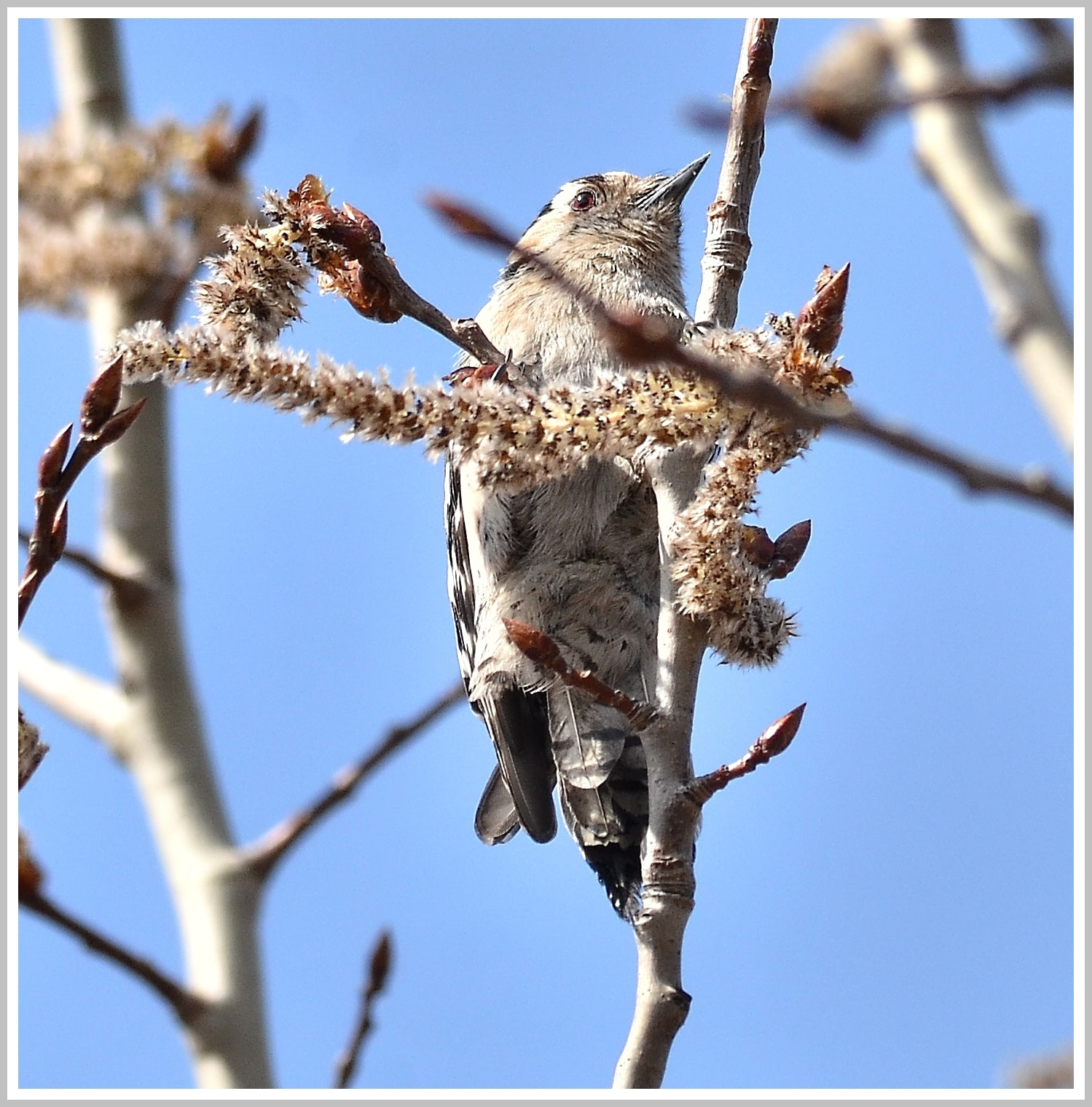 Nikon D7000 + Sigma 150-500mm F5-6.3 DG OS HSM sample photo. .... Весенний гость ...... photography