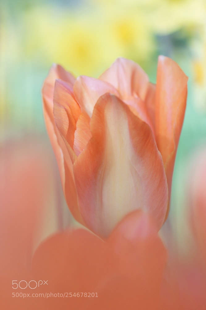 Sony ILCA-77M2 sample photo. Tulip photography