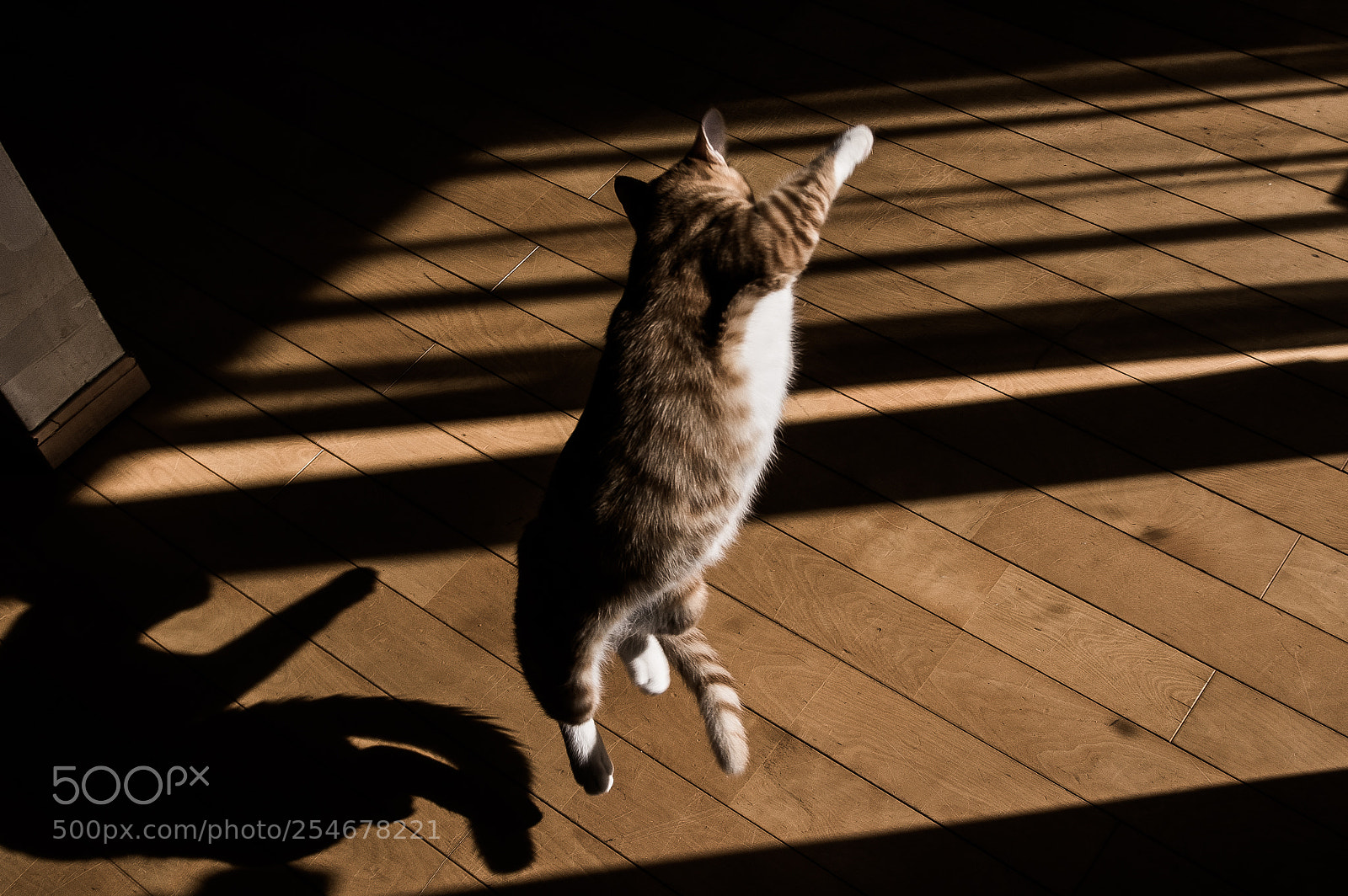 Pentax K-3 II sample photo. (untitled) photography