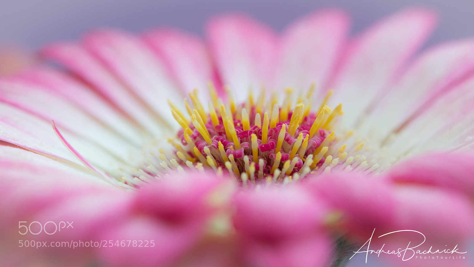 Nikon D5200 sample photo. Smart pink photography