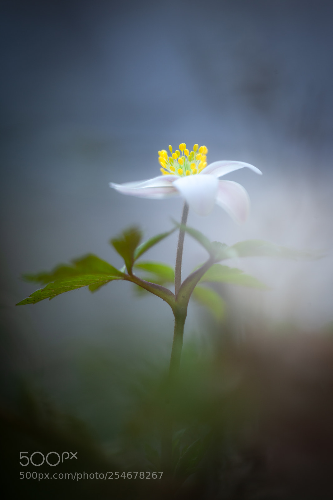 Canon EOS-1Ds Mark III sample photo. Light by the stream photography