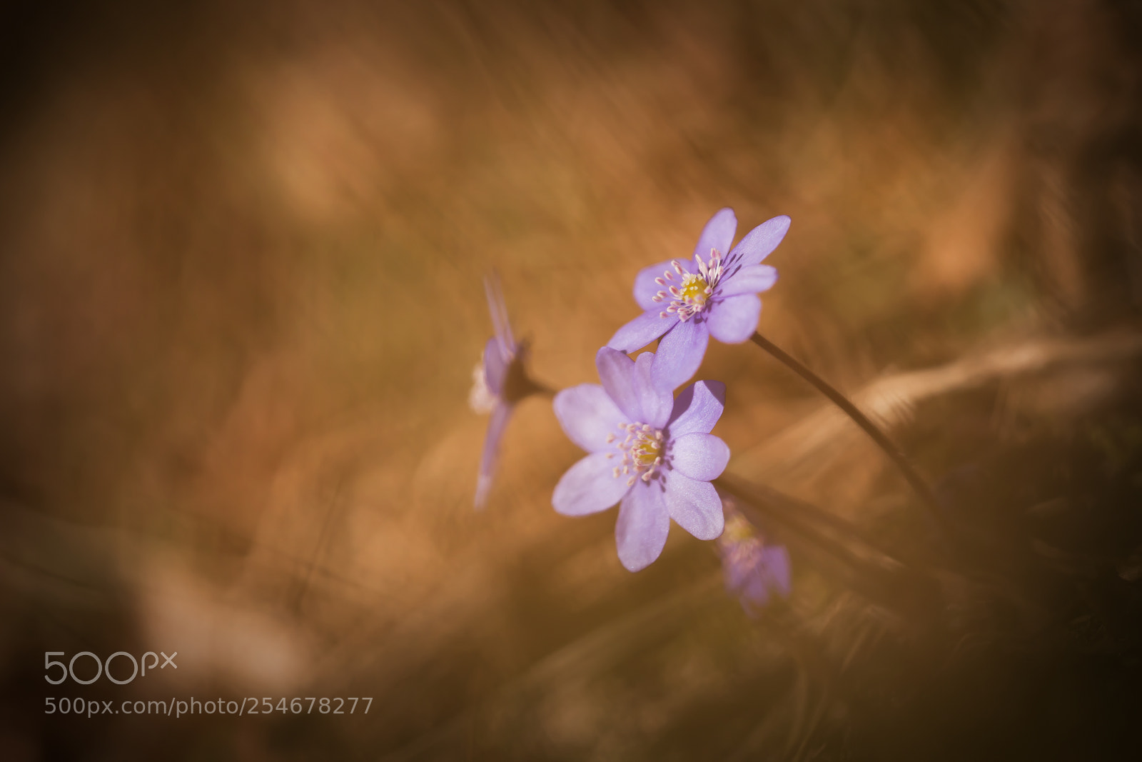 Canon EOS-1Ds Mark III sample photo. Blue beauty photography