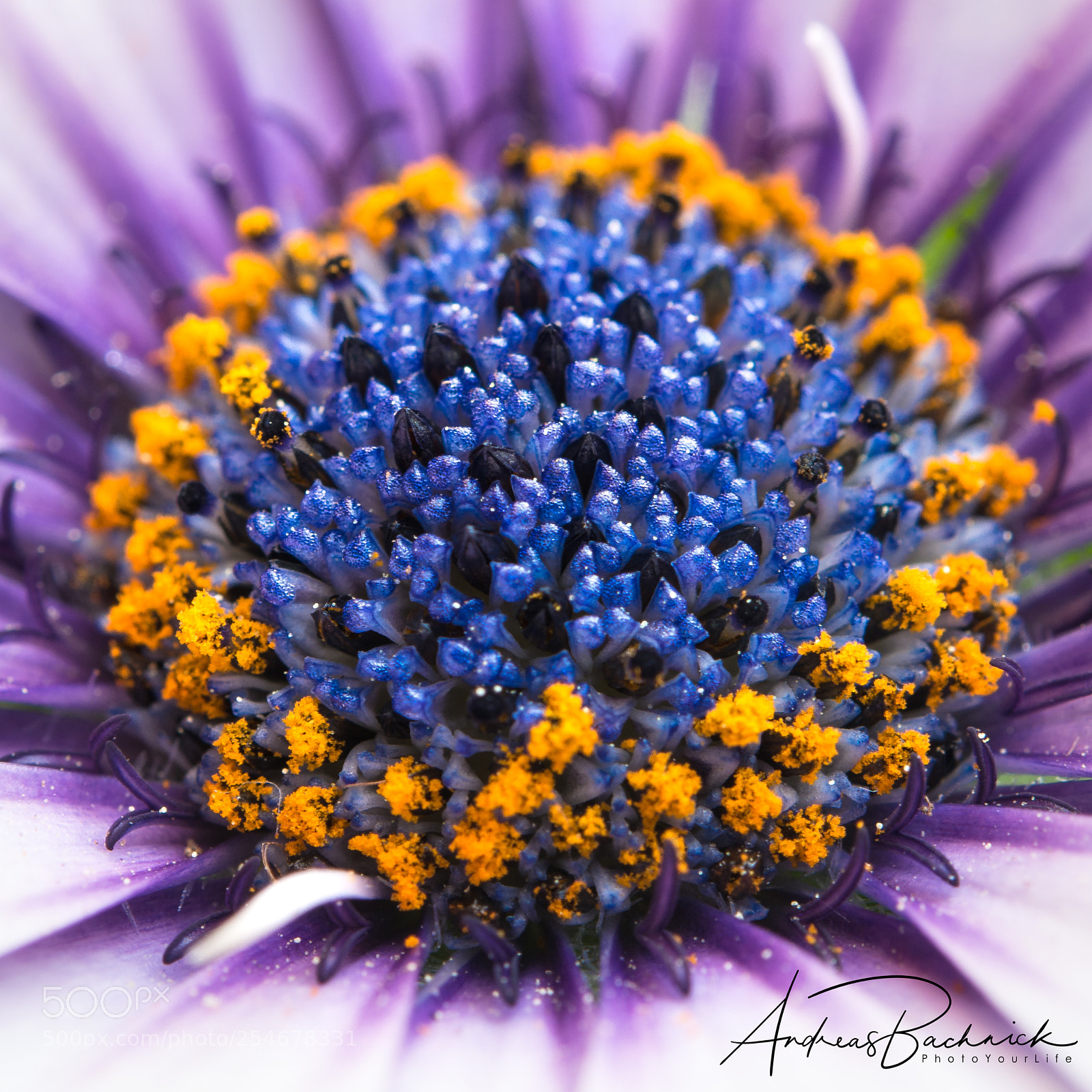 Nikon D5200 sample photo. Colorful sun photography