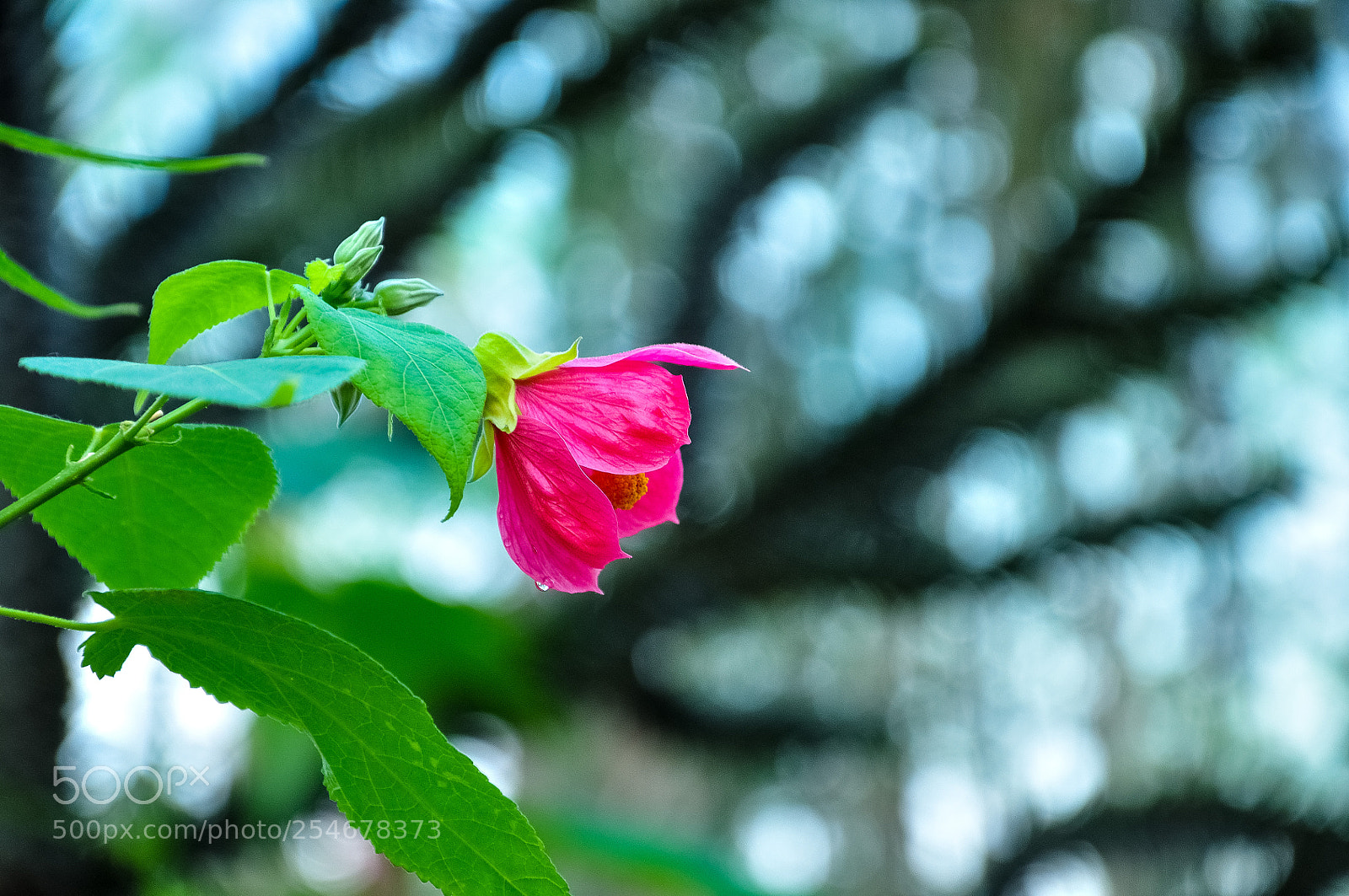 Nikon D90 sample photo. Bloom photography