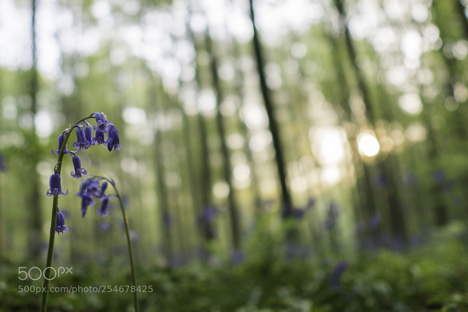 Sony a6300 sample photo. Sunrise bokeh balls photography