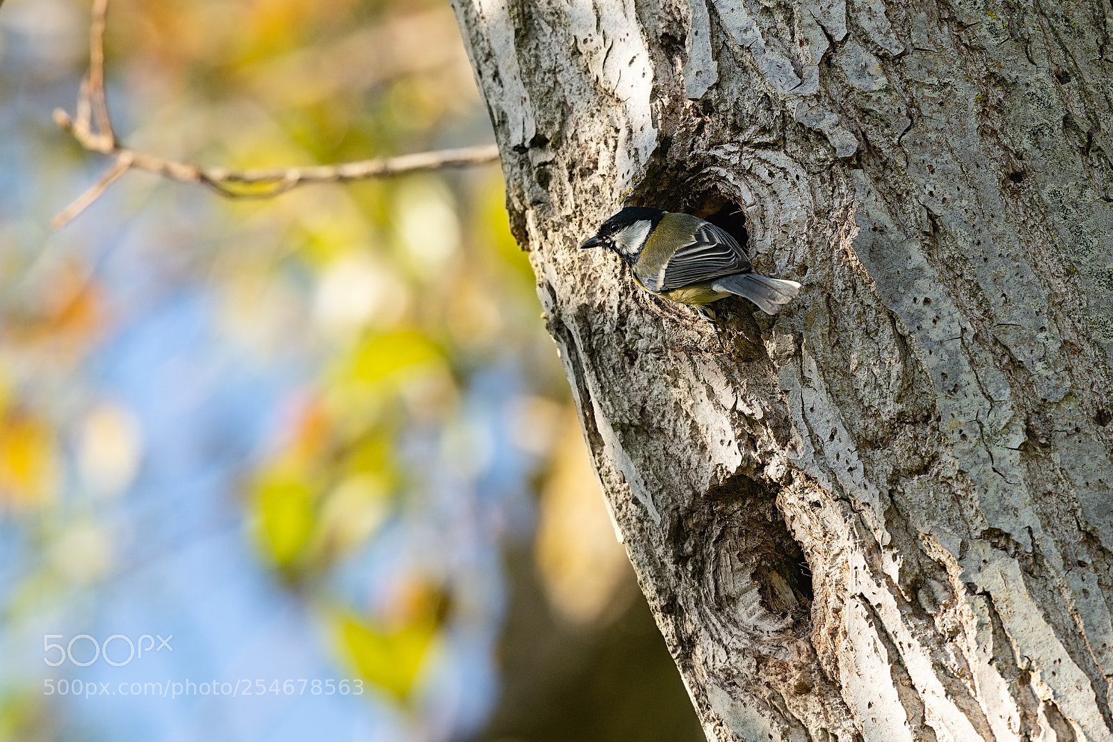Sony a99 II sample photo. Parus major photography