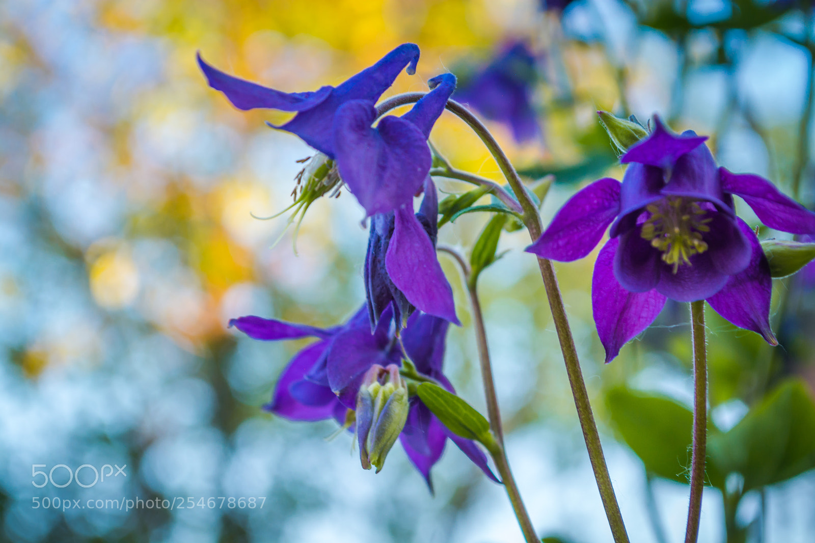 Nikon D5200 sample photo. Flowers blue photography