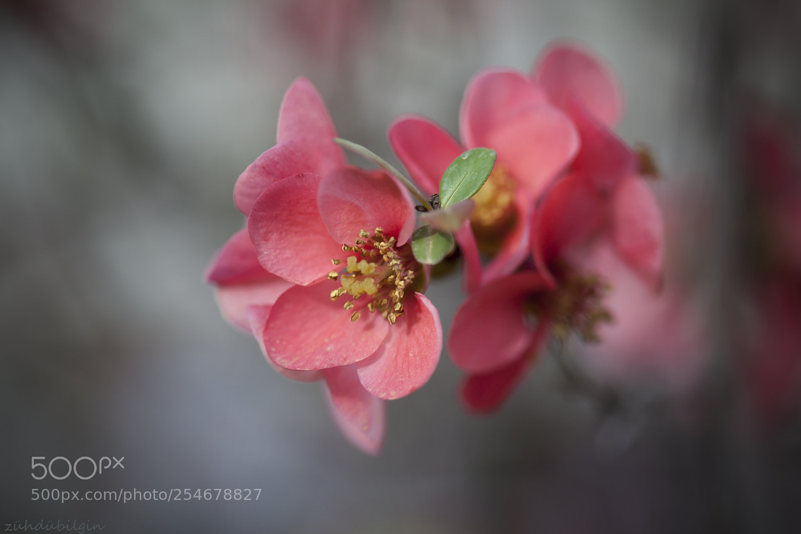 Canon EOS 5D Mark II sample photo. Blossom photography