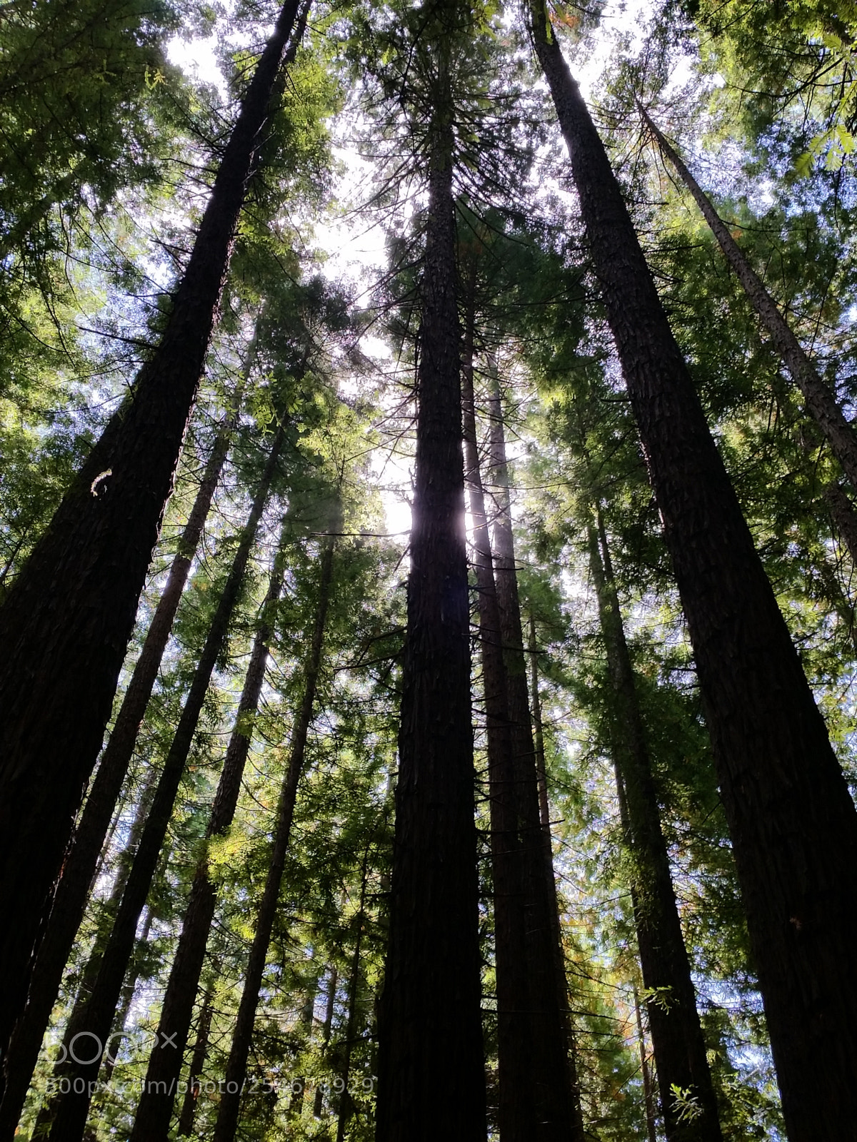 Samsung Galaxy S5 sample photo. Trees photography