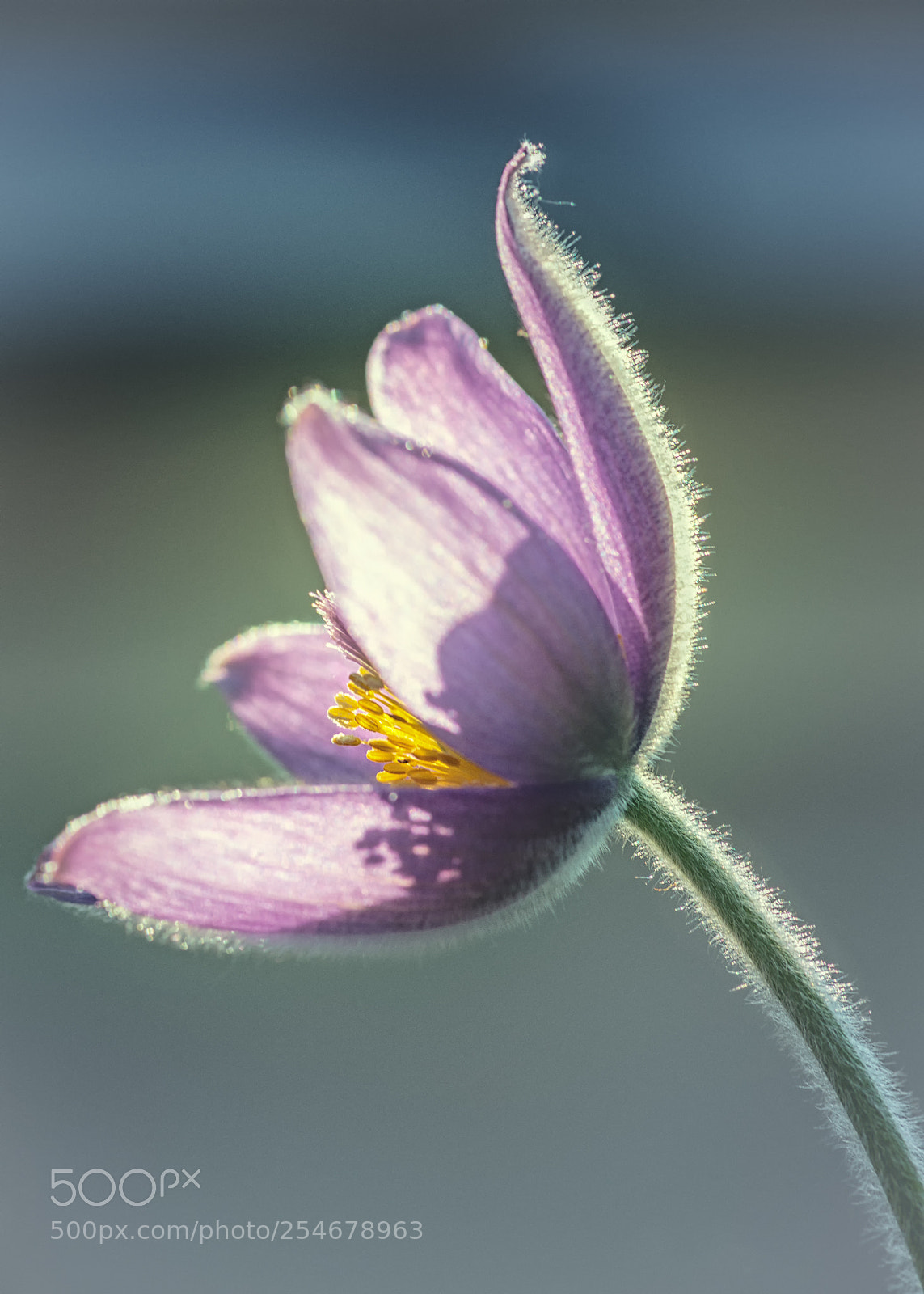 Nikon D800 sample photo. Küchenschelle photography