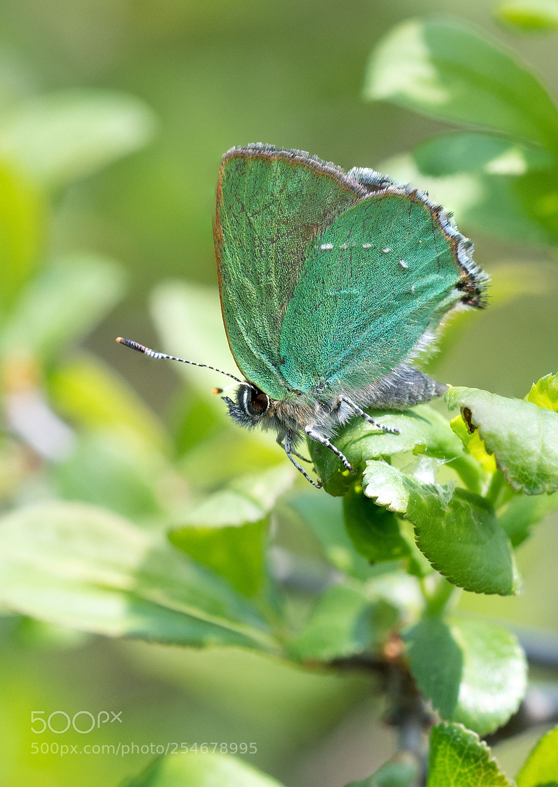 Nikon D500 sample photo. Green on the green photography