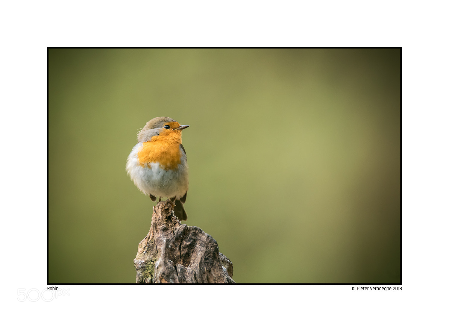 Nikon D810 sample photo. Robin photography