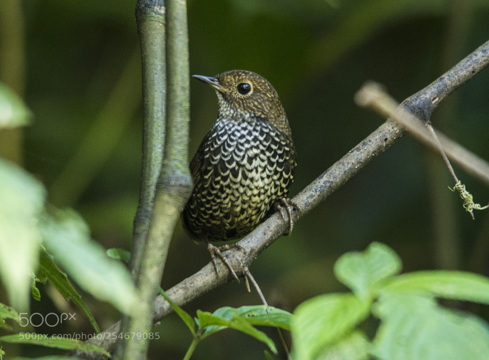 Nikon D600 sample photo. Scaly-breasted wren babbler pnoepyga photography