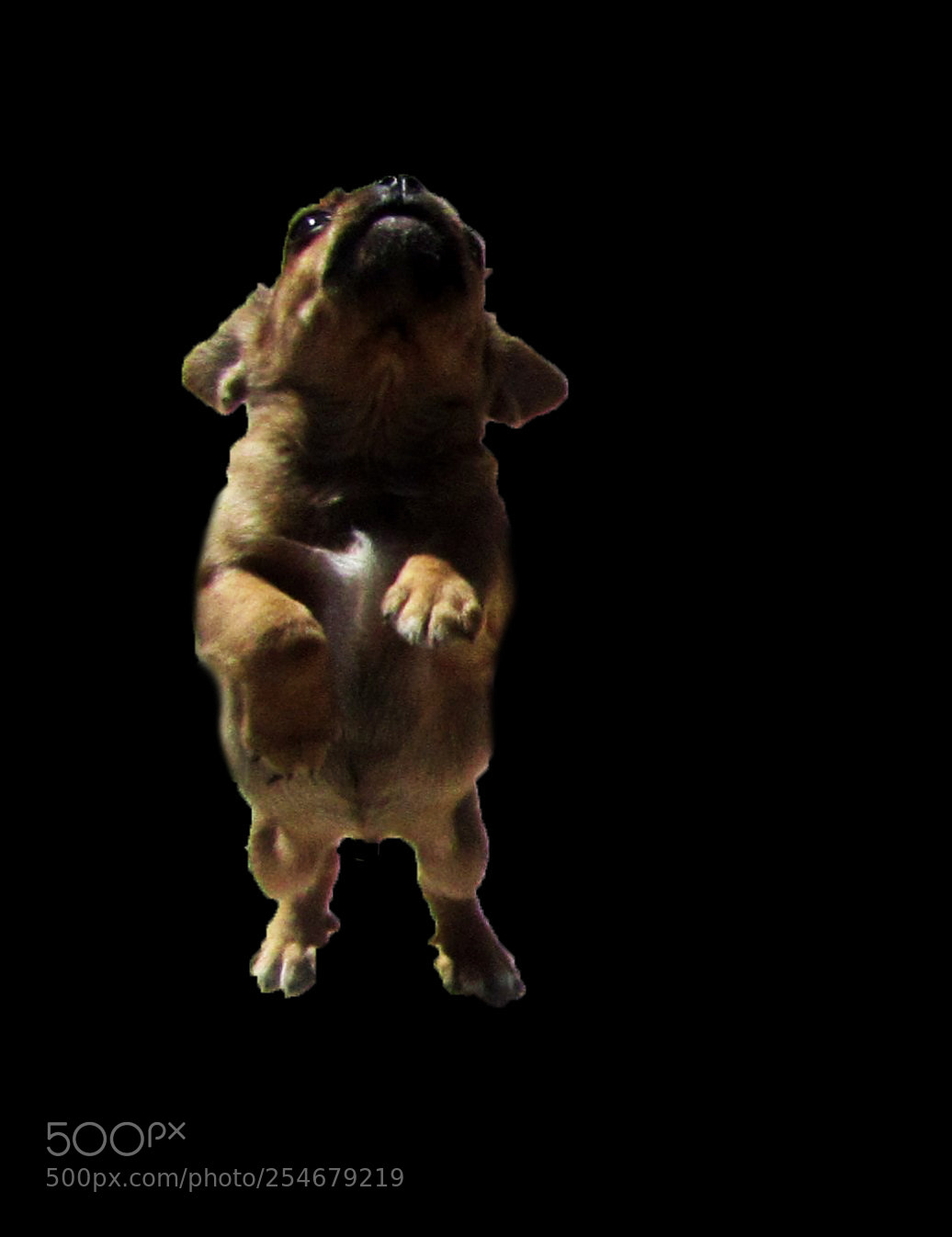 Canon PowerShot SX410 IS sample photo. Pug puppy jumps photography